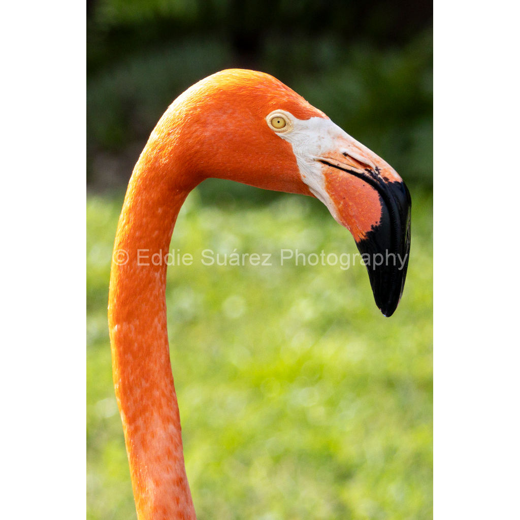 image_original_eea36c44257904e46fd6ebe79392fe8a.png