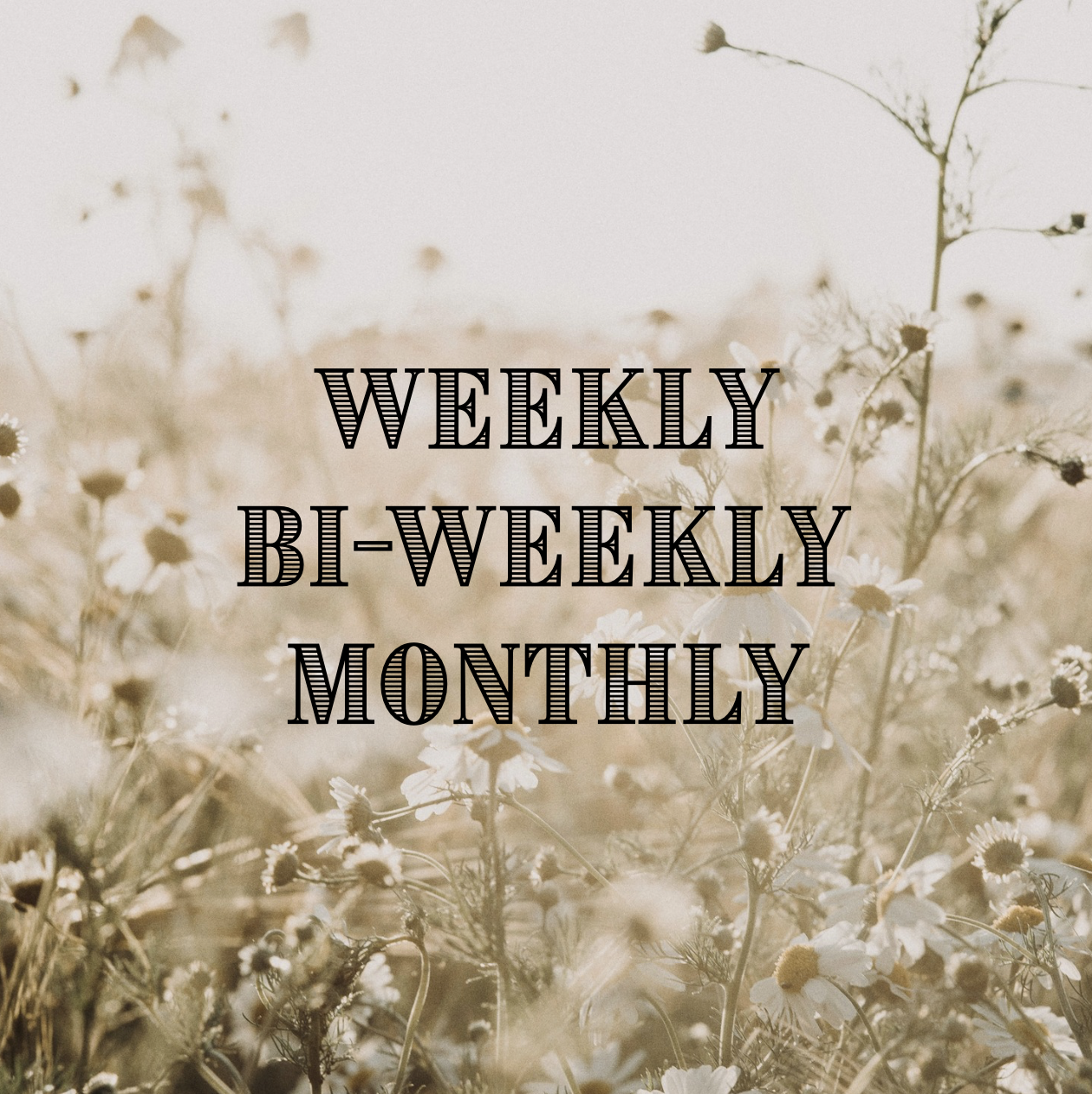 A background of blurred white wildflowers and green stems with the text 'Weekly Bi-Weekly Monthly' overlaid in black, vintage style font.