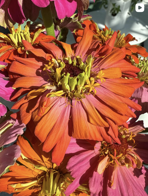 Local Flowers in Ridgway Colorado