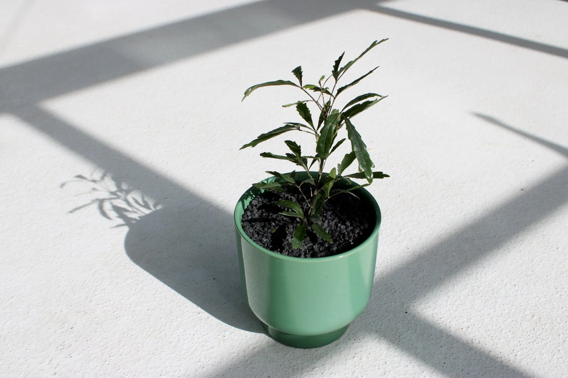 Olympia False Aralia