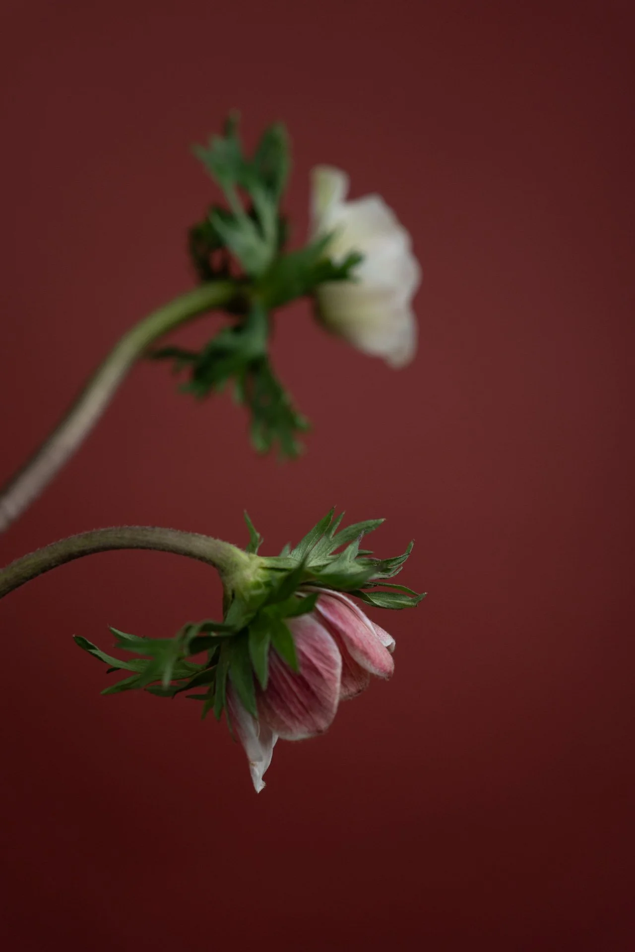 Close-up of a pink and white blooming flower with green leaves against a red background.