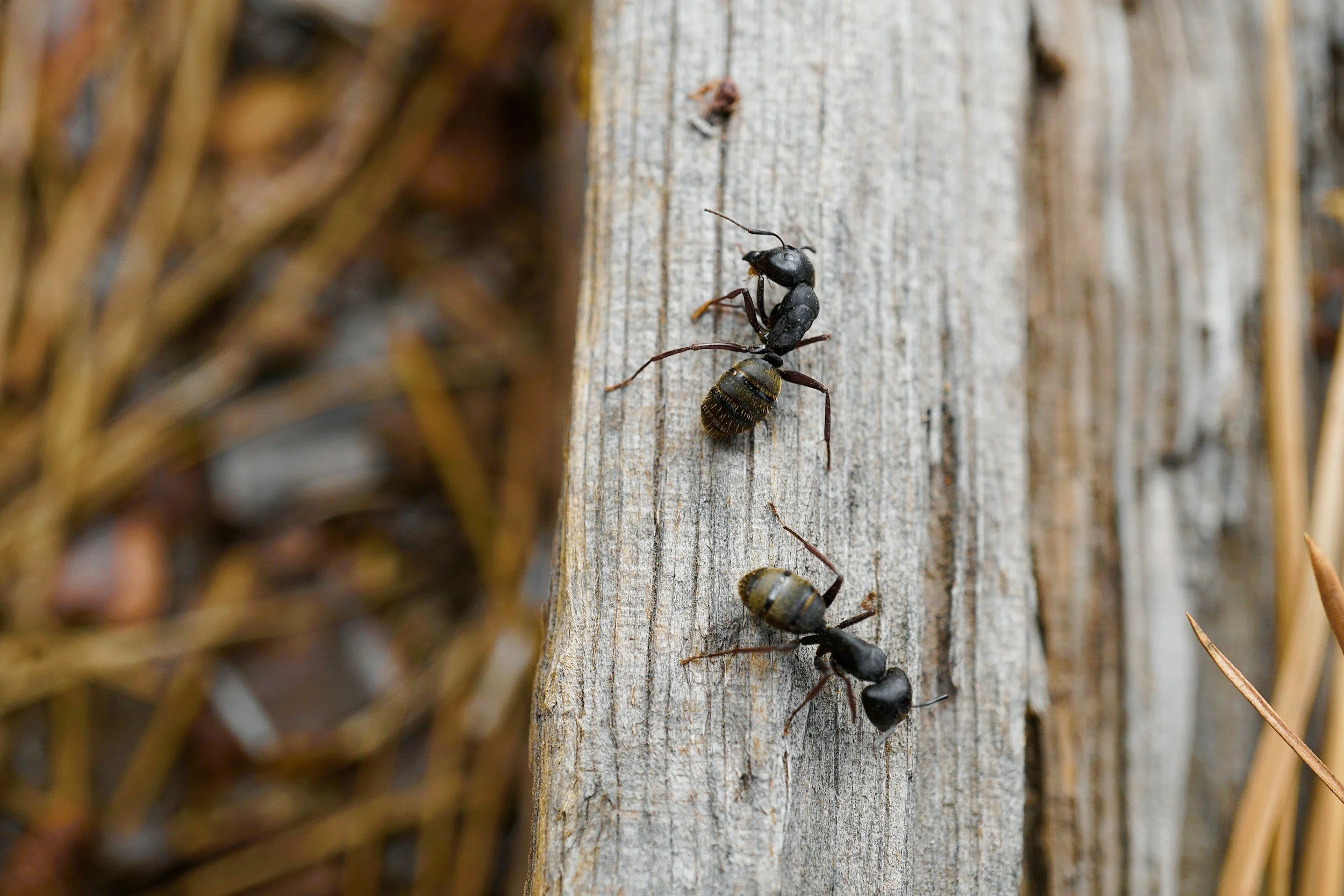 Two black ants on a wooden surface outdoors