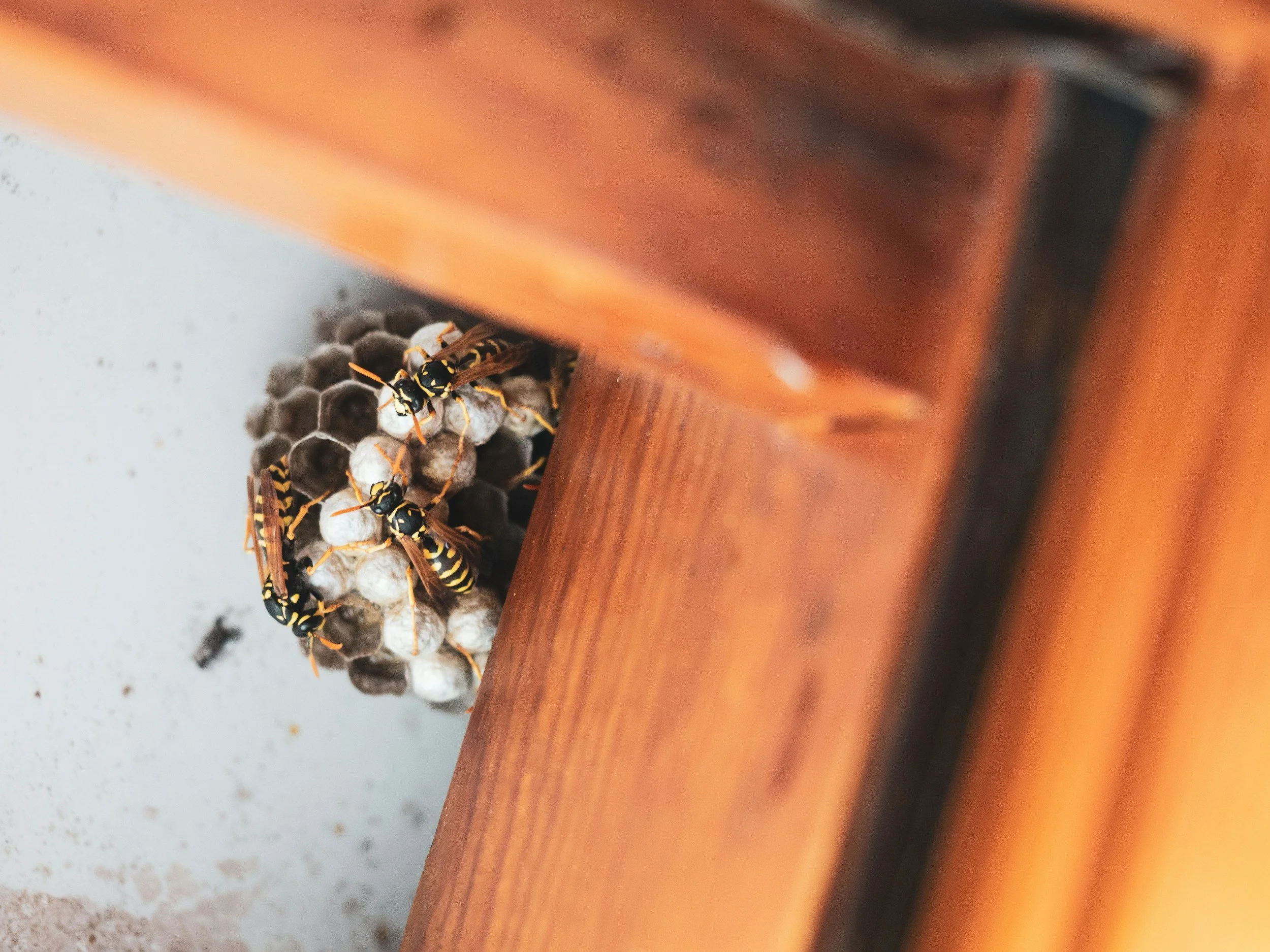 Close-up of a wasp nest with several wasps on it, attached to a wooden surface.