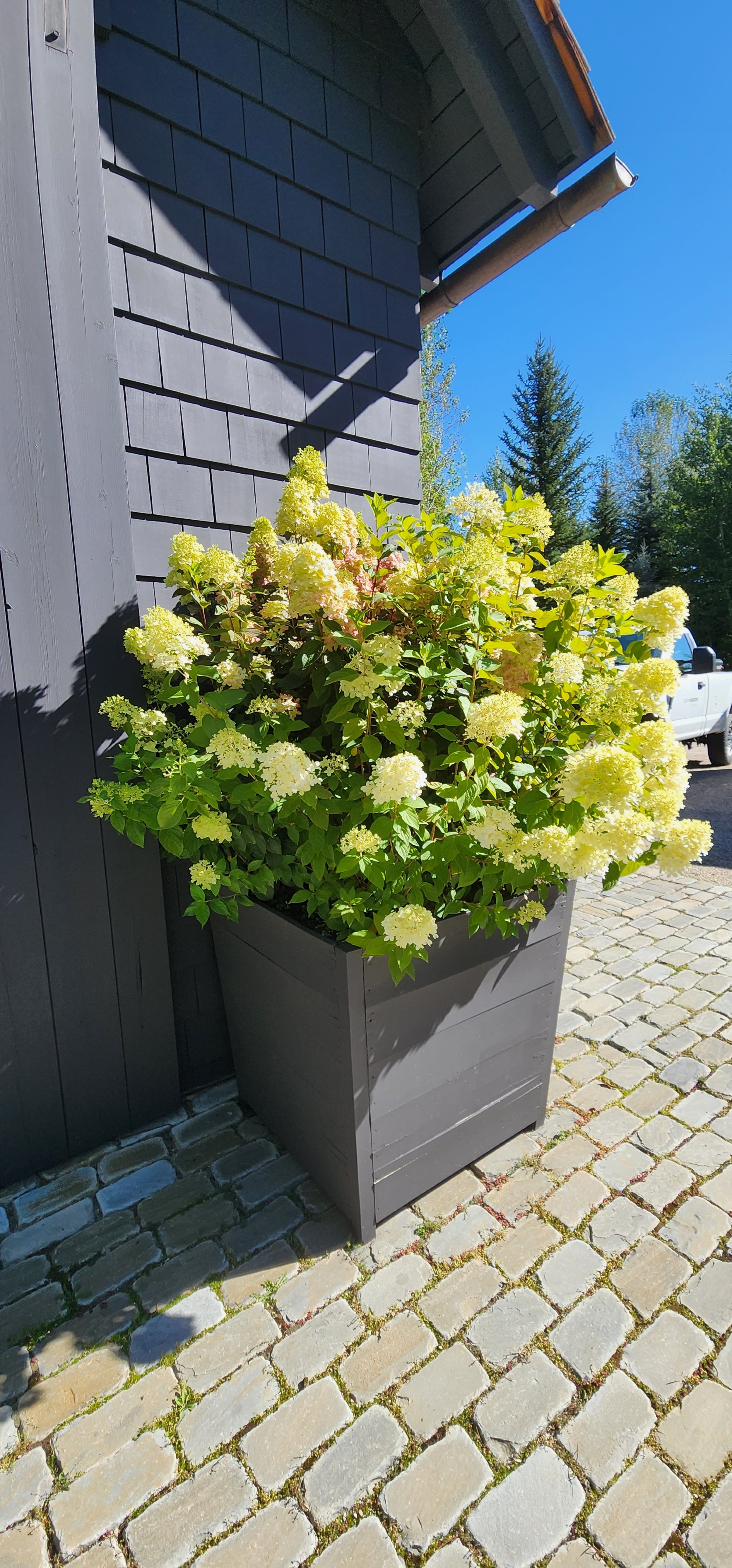 Limelight Hydrangea