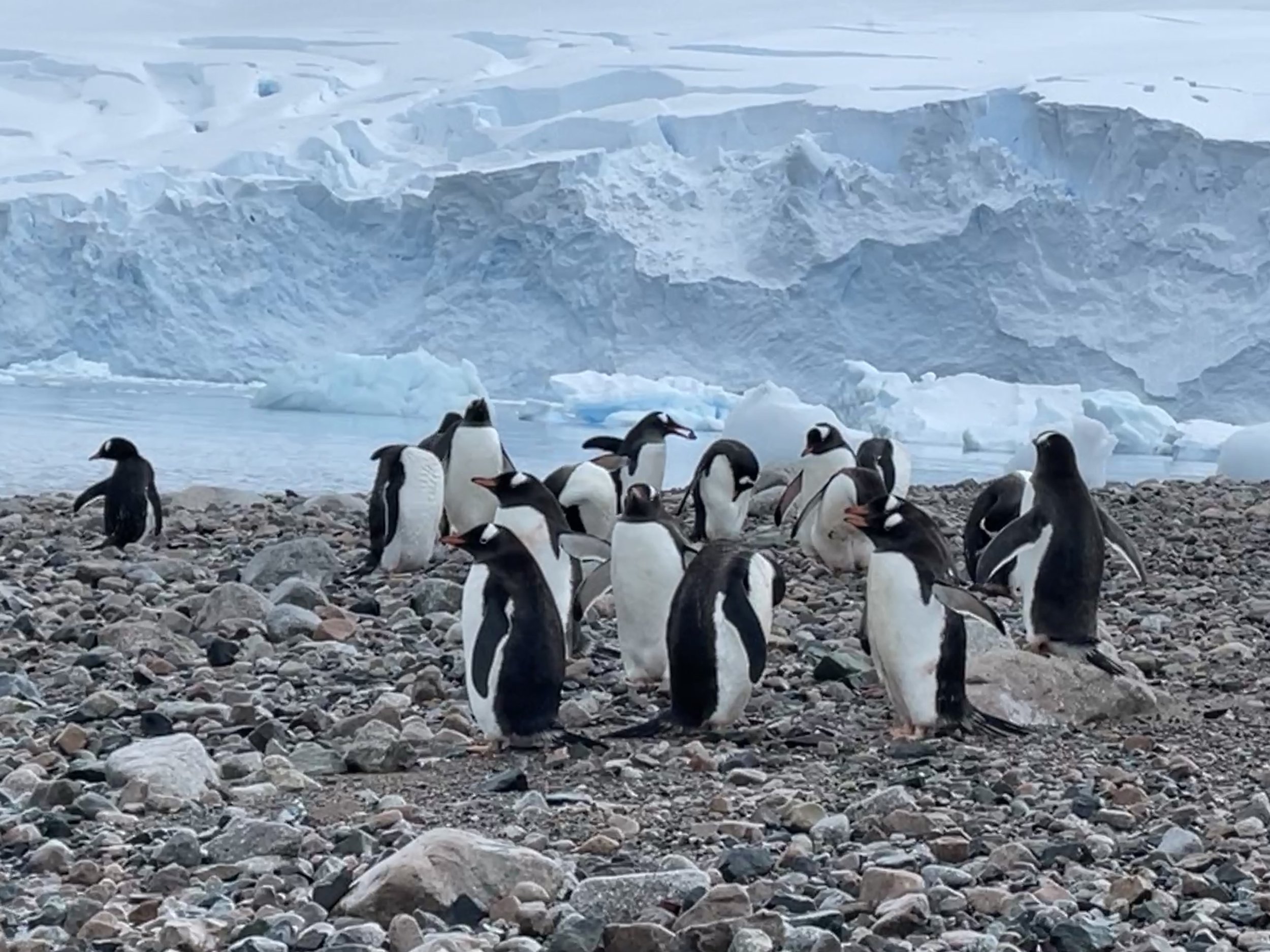 A group of penguins on a rocky shore with a background of icy cliffs and water. The penguins are standing and interacting with each other.