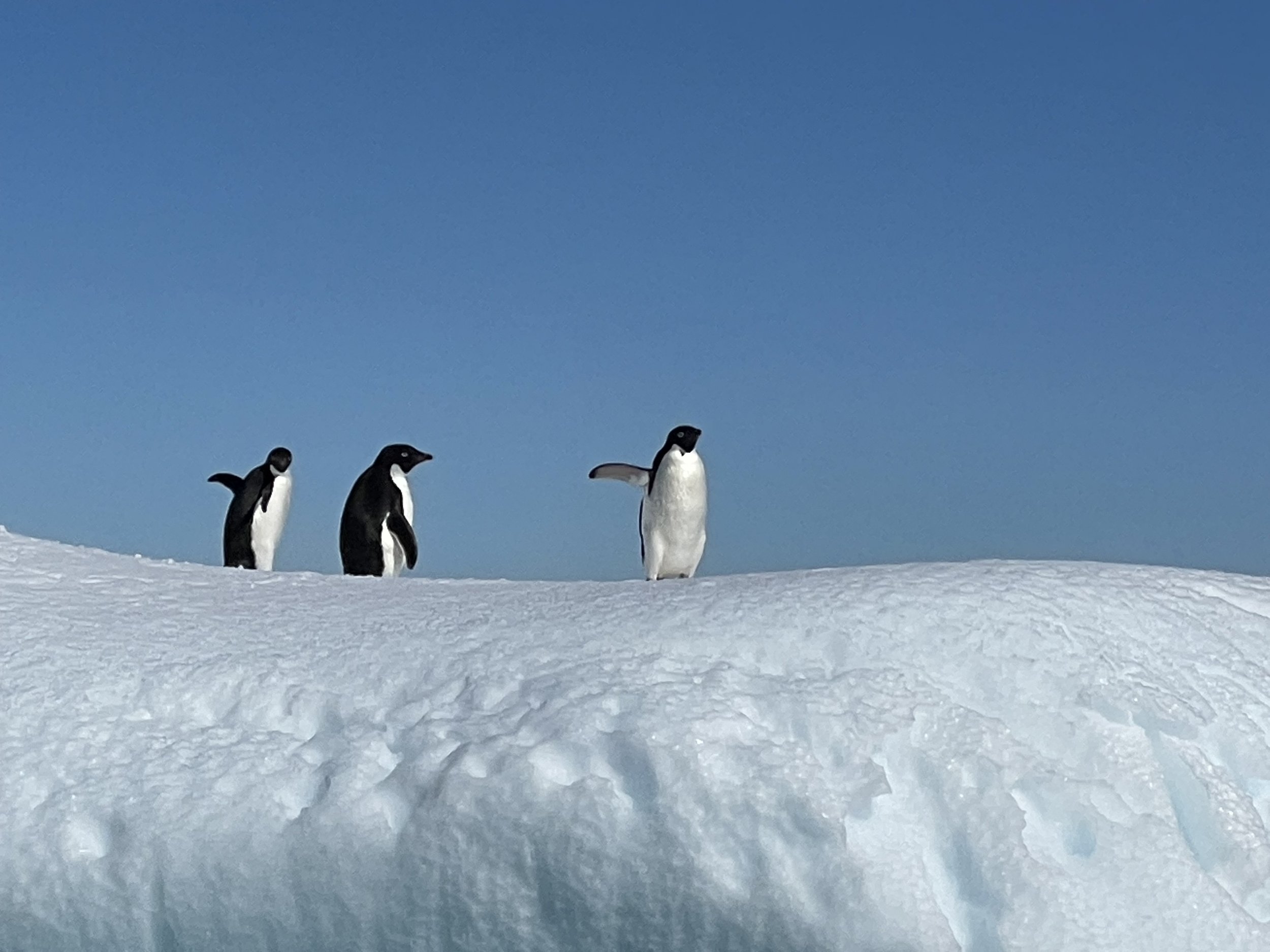 Three penguins standing on a snowy iceberg under a clear blue sky.