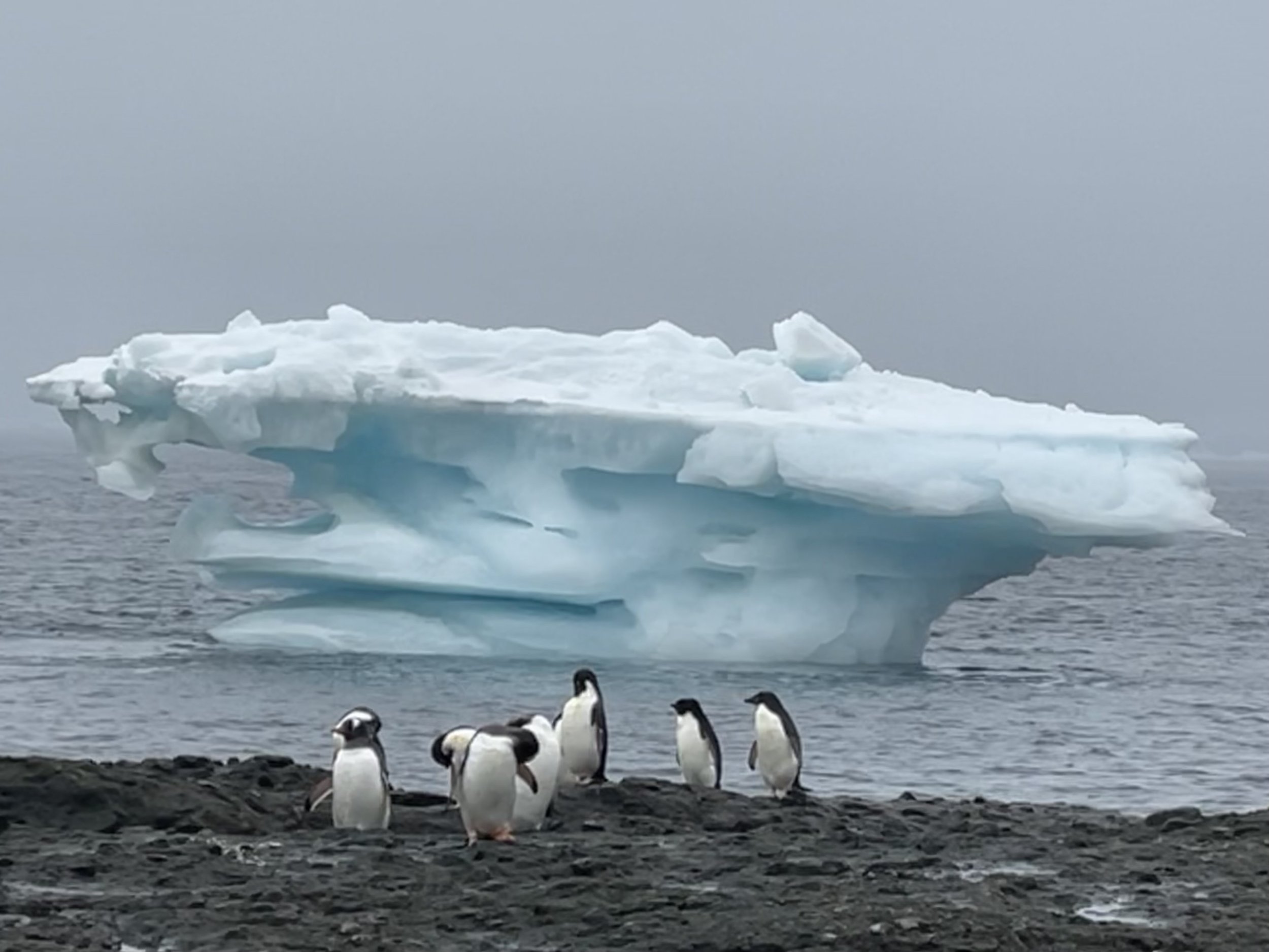 A group of penguins standing on rocky terrain near the sea, with an iceberg floating in the background.