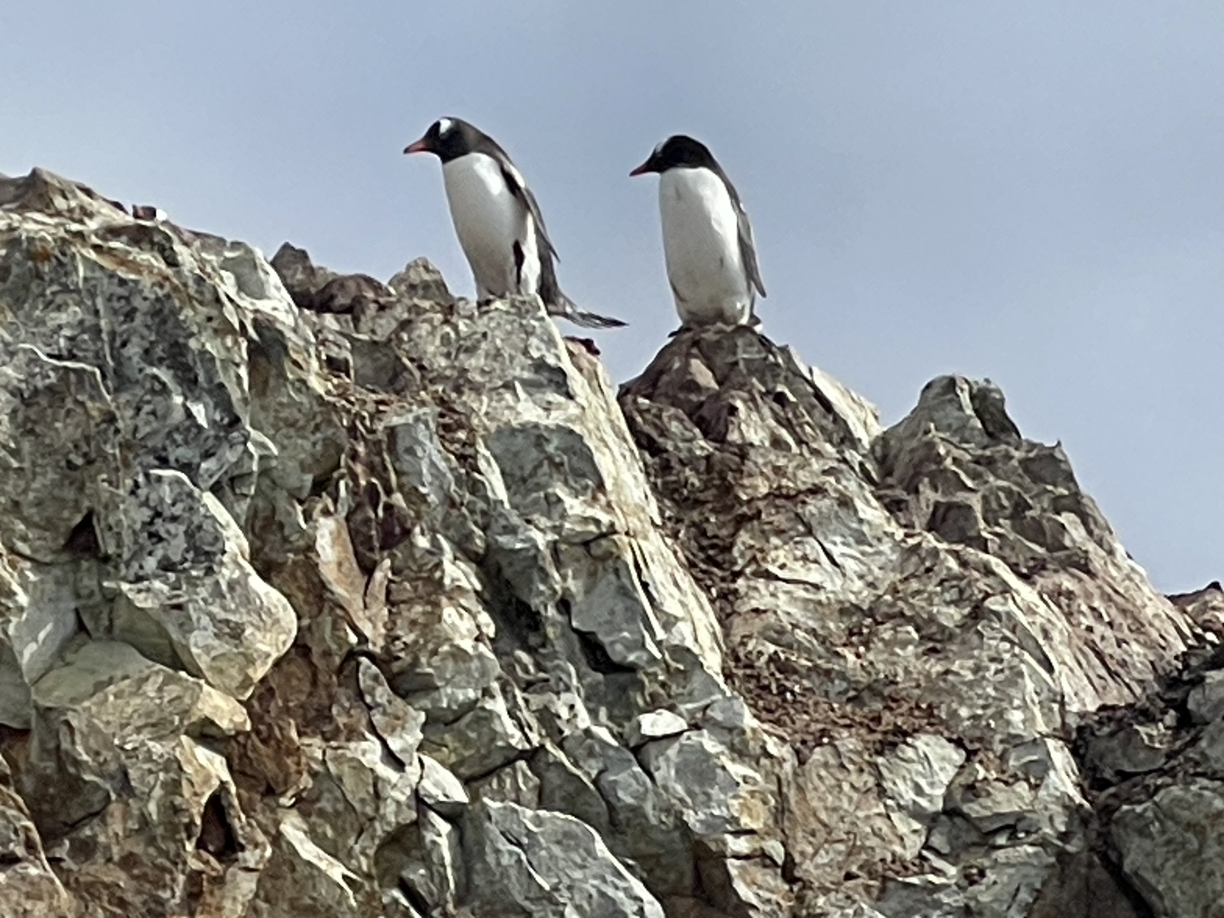 Two penguins perched on rocky outcrops under a cloudy sky.