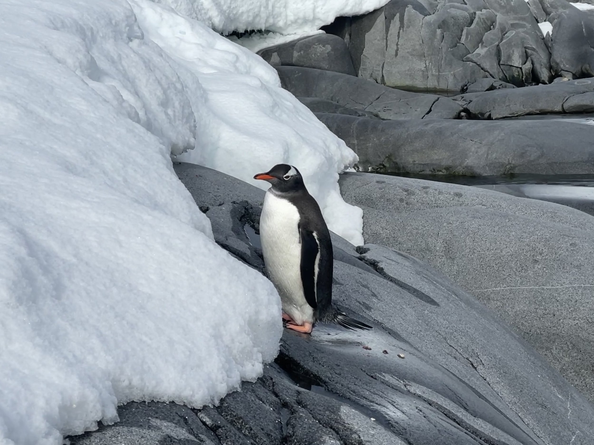Gentoo penguin standing on snow and rocks in a cold, icy environment.