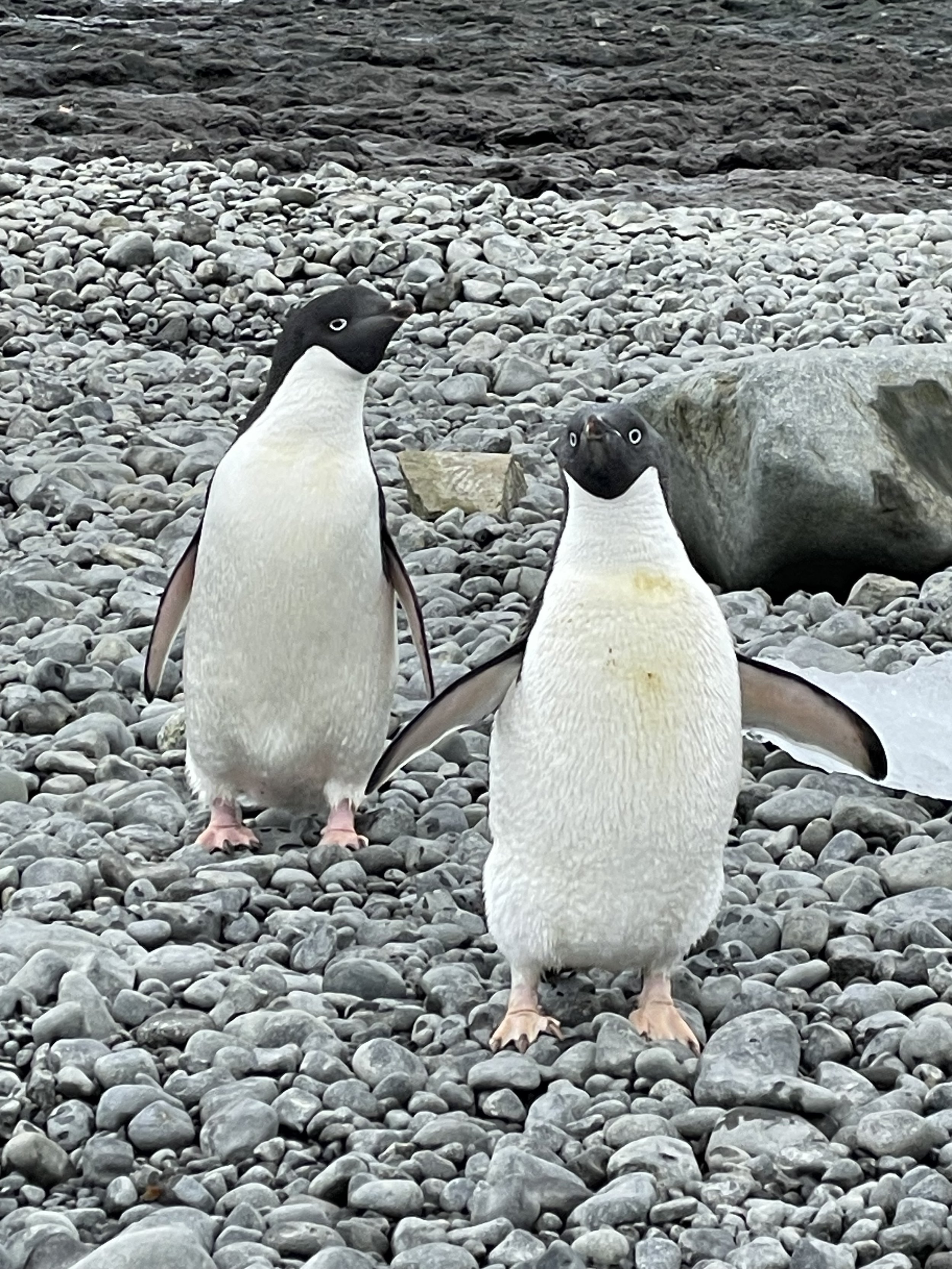 Two penguins standing on rocky terrain.