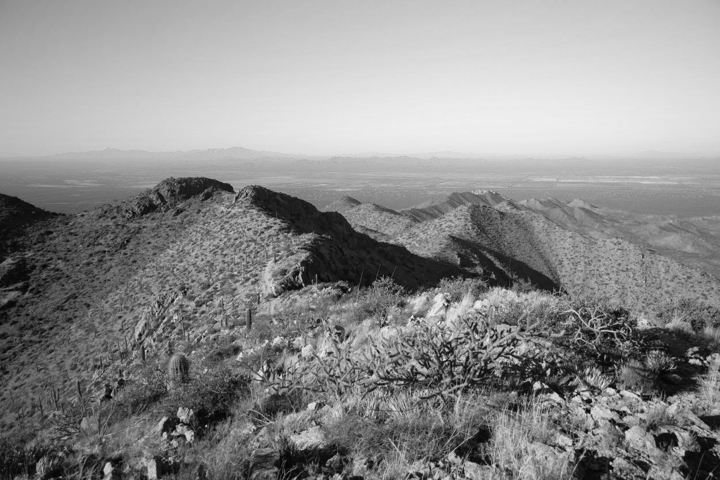 saguaro3.jpg