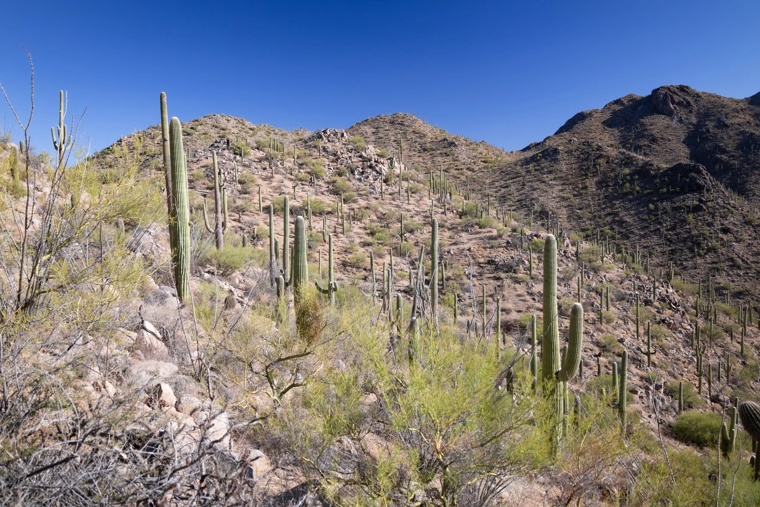 saguaro1.jpg