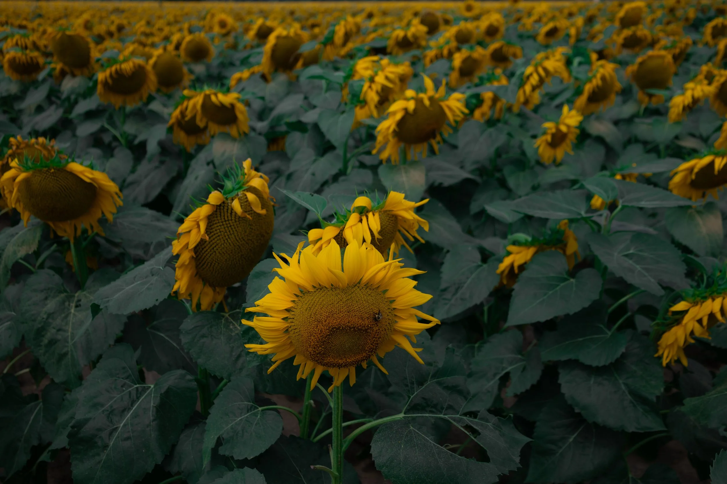 sunflowers.jpg