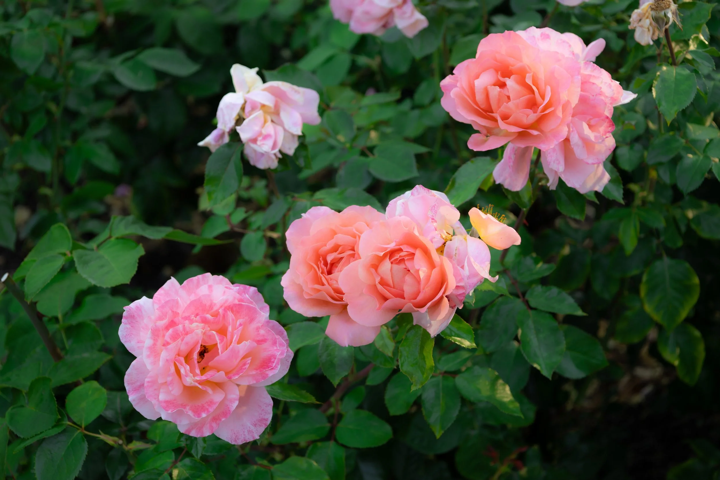 rose3.jpg