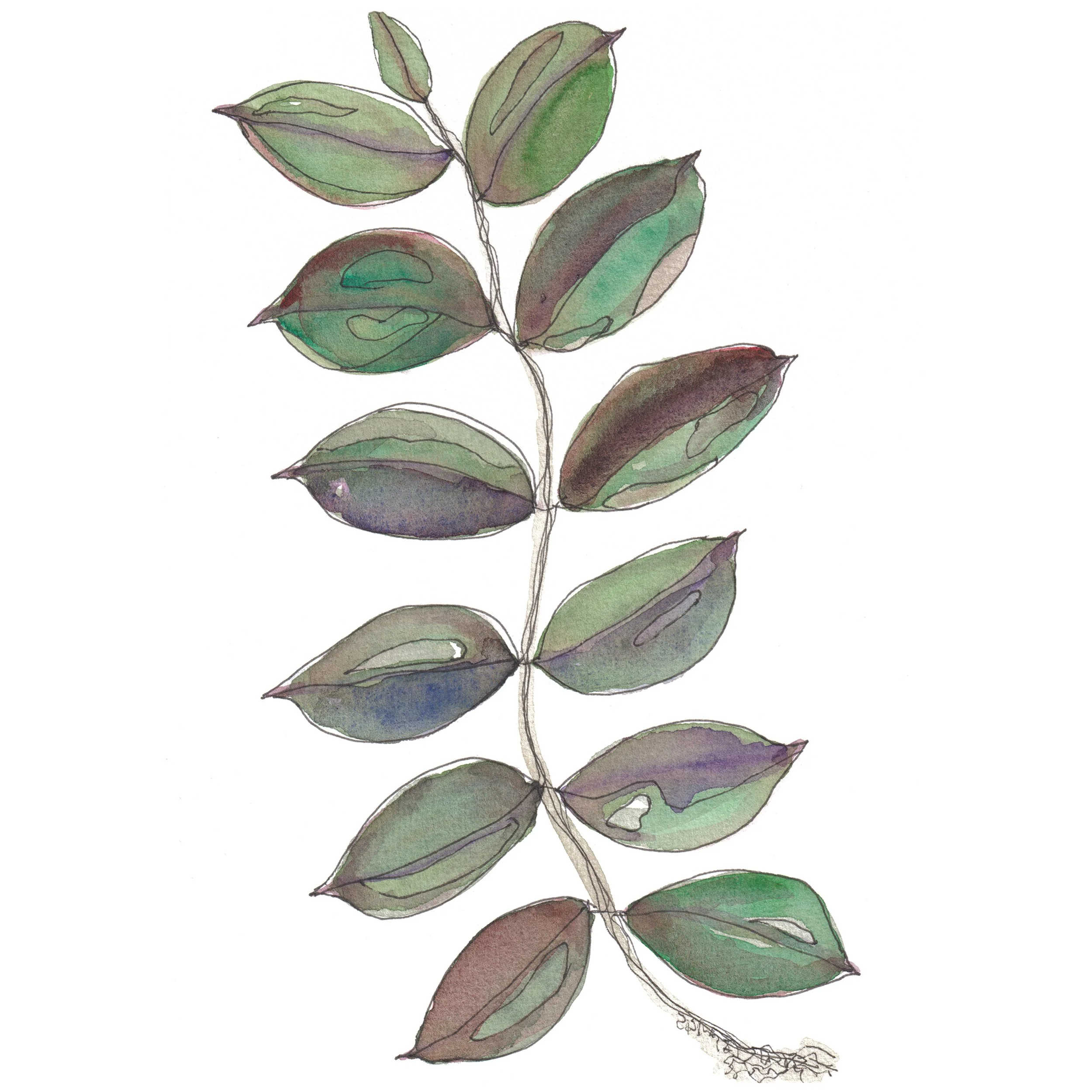 Skyfall Abstract Botanical Where to Buy Minimalist Watercolour Watercolor Painting Wall Art Decor Online A4 A5 Sara Meade Design Sarah NZ Artist Small Business Kiwi Aotearoa New Zealand