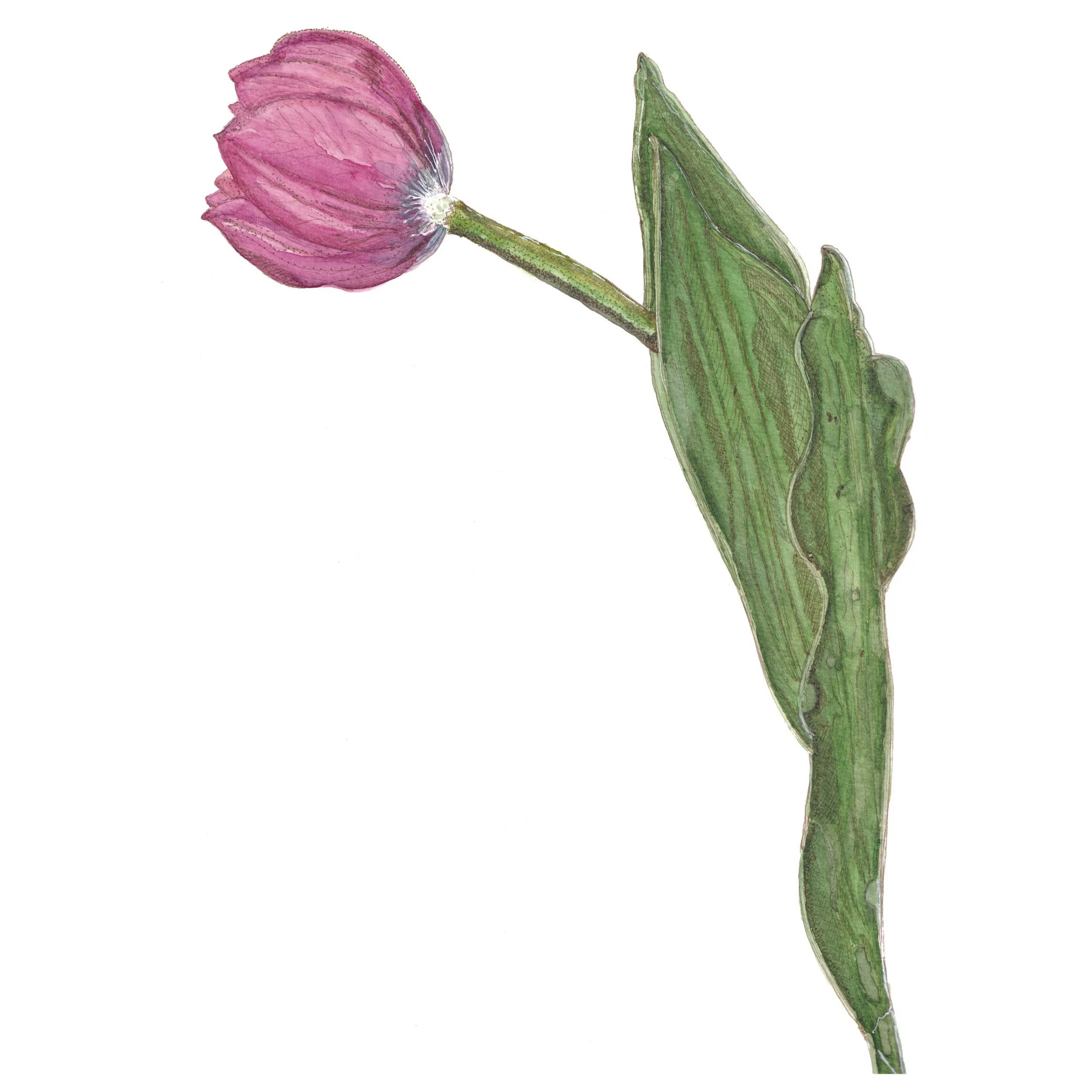 Pink tulip - A5 print
