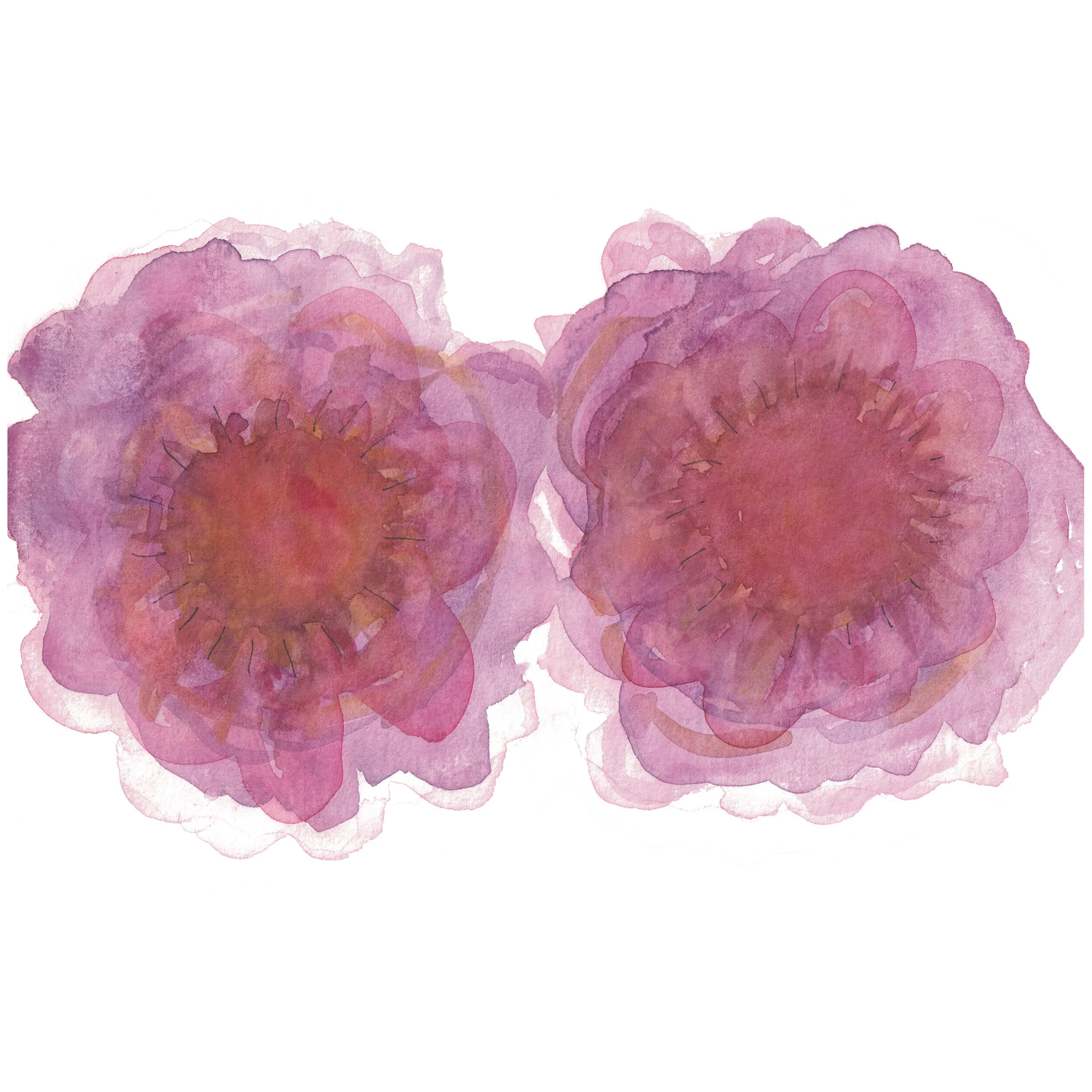Lovebird camellias