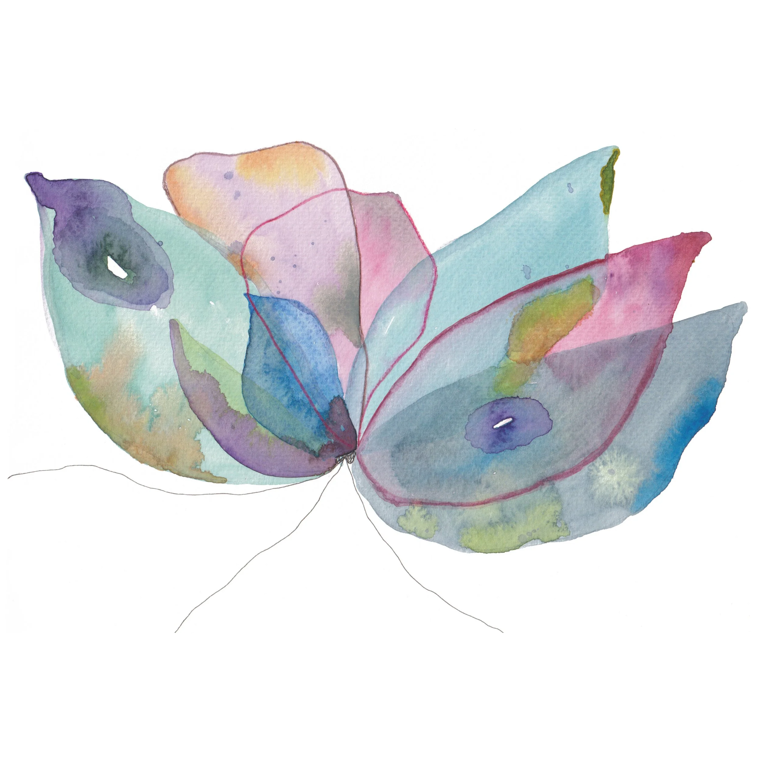 Rainbow butterflower