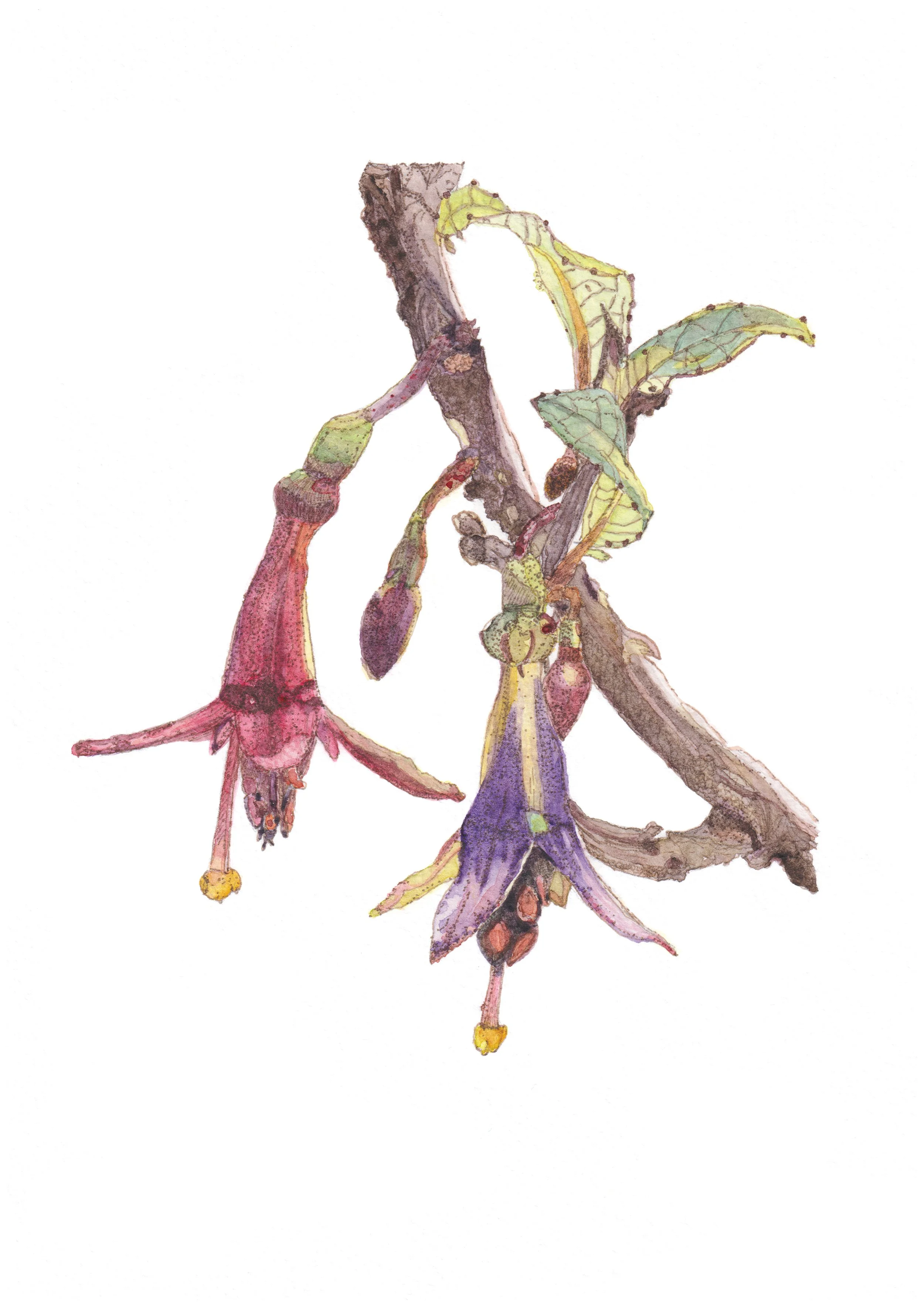 Native Fuchsia Kōtukutuku Where to Buy Botanical Floral Watercolour Watercolor Art Painting Online Birthday Greeting Card Cards Sara Meade Design NZ Artist Small Business Kiwi Aotearoa New Zealand