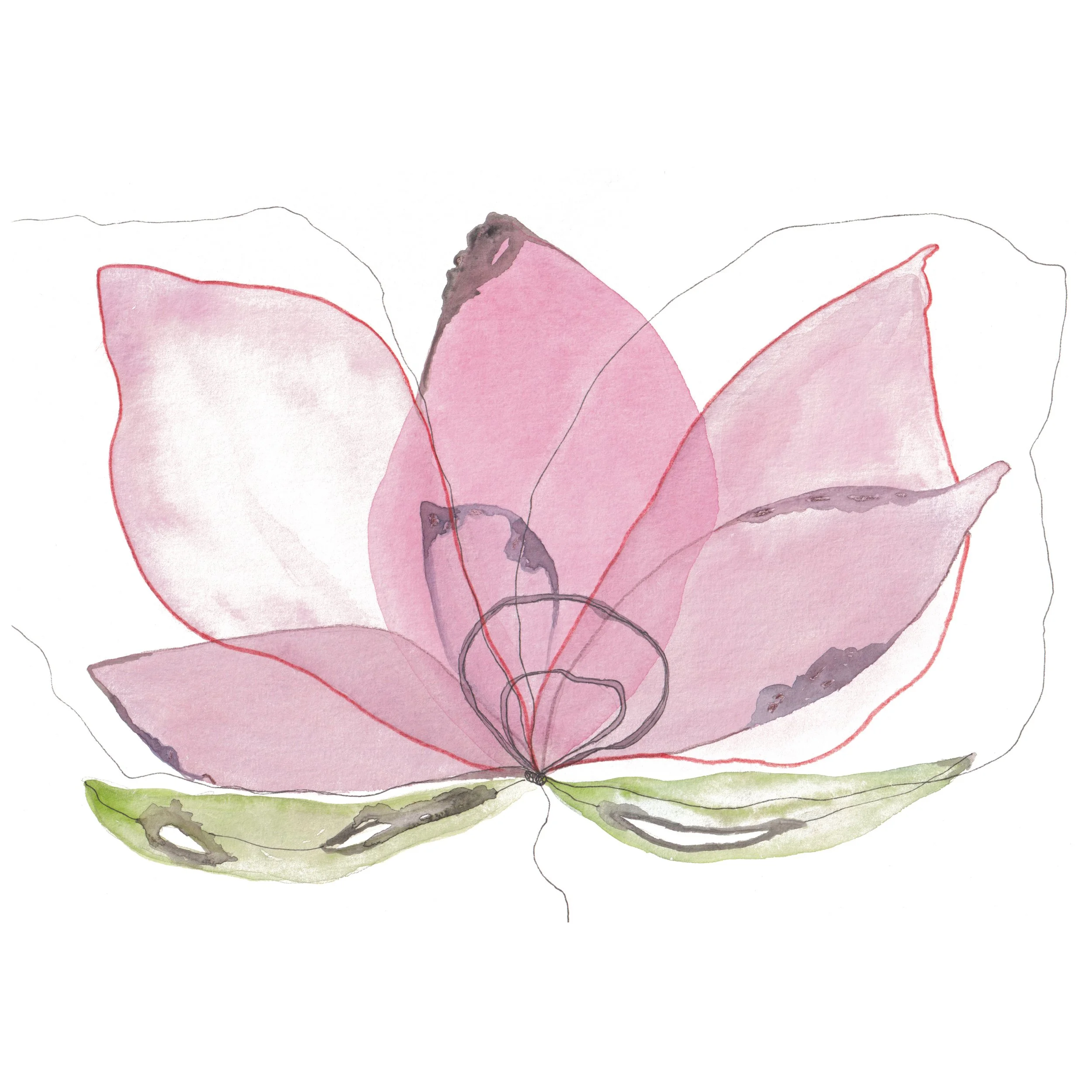 Soft rose butterflower