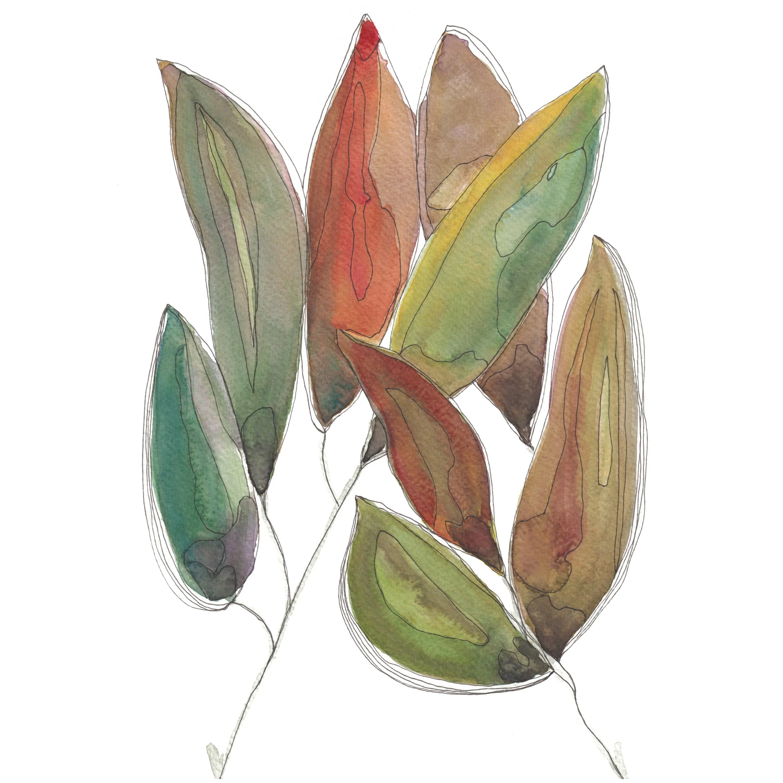 Gum leaves