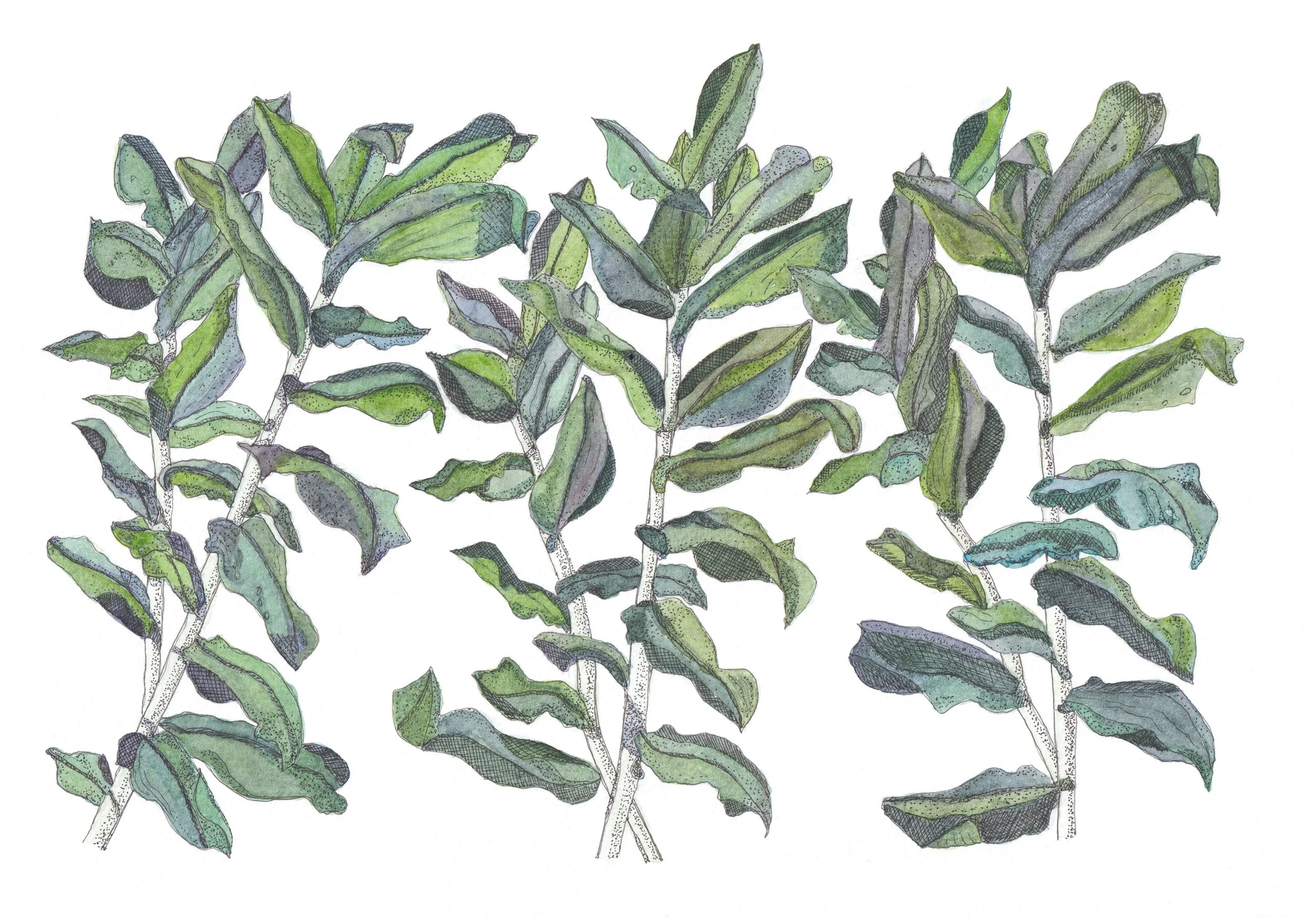 Green Leafy Triptych Where to Buy Botanical Leaves Watercolour Watercolor Art Painting Online Birthday Greeting Card Cards Sara Meade Design NZ Artist Small Business Kiwi Aotearoa New Zealand