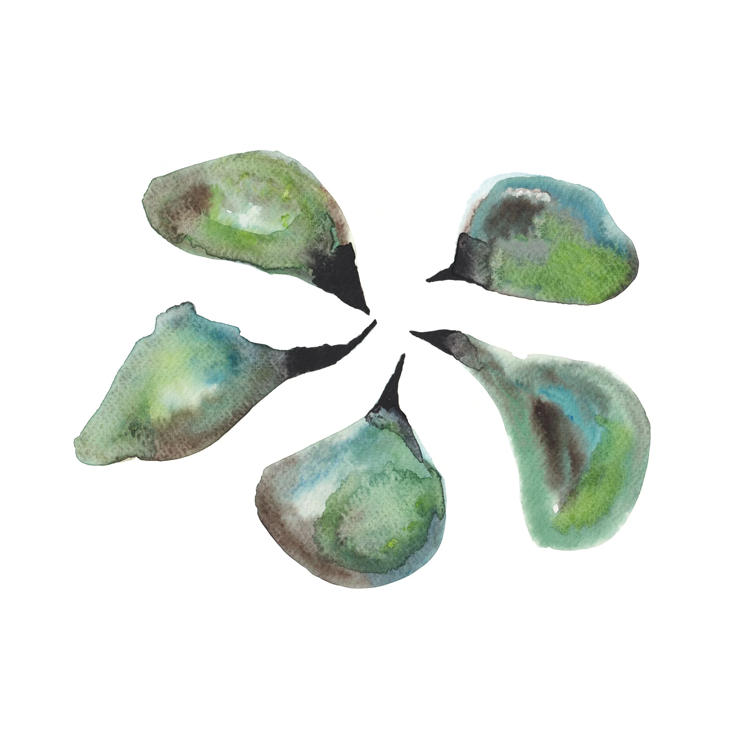 Pāua connection