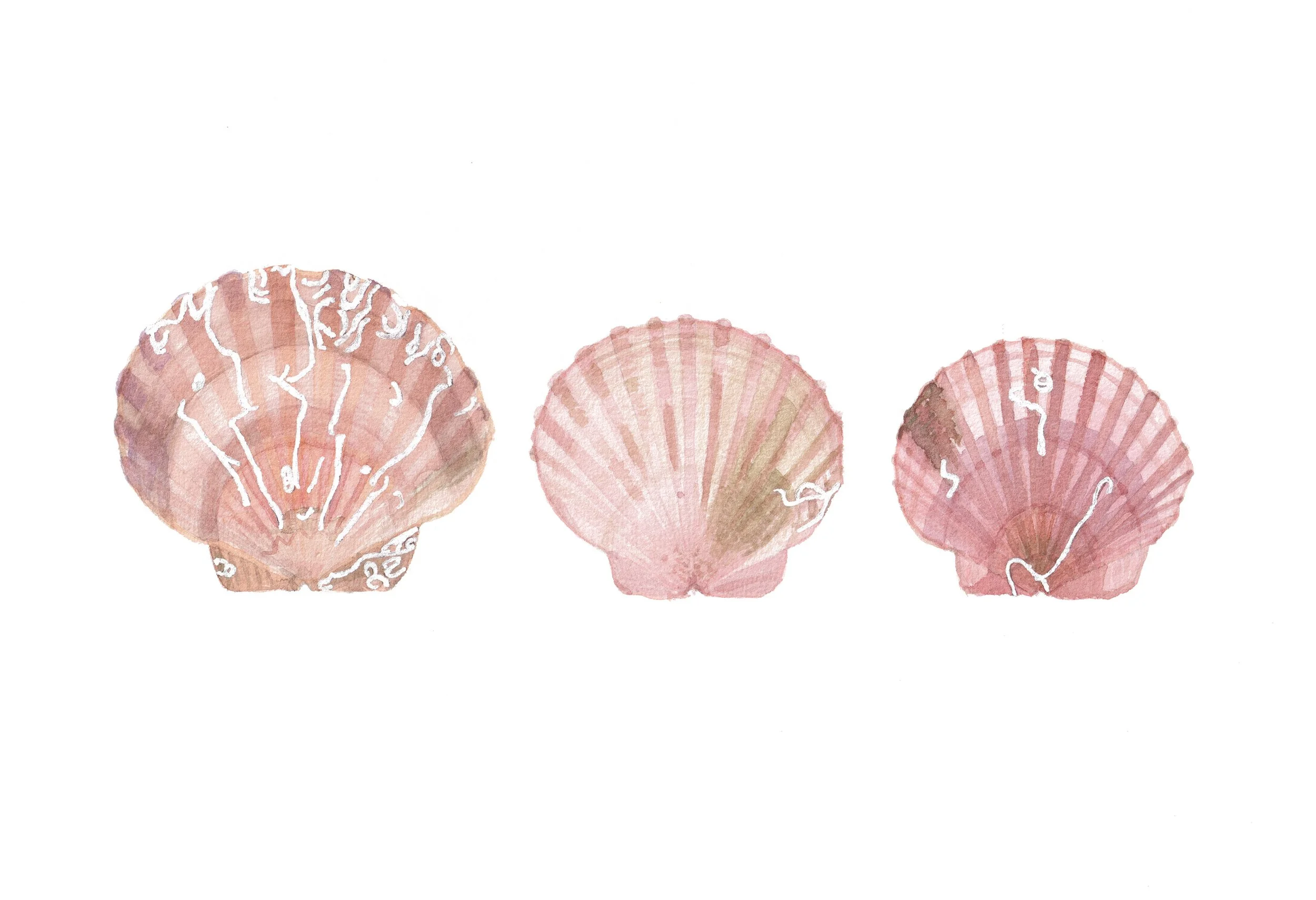 Matarangi Sisters Shells Where to Buy Minimalist Botanical Watercolour Watercolor Art Painting Online Birthday Greeting Card Cards Sara Meade Design NZ Artist Small Business Kiwi New Zealand