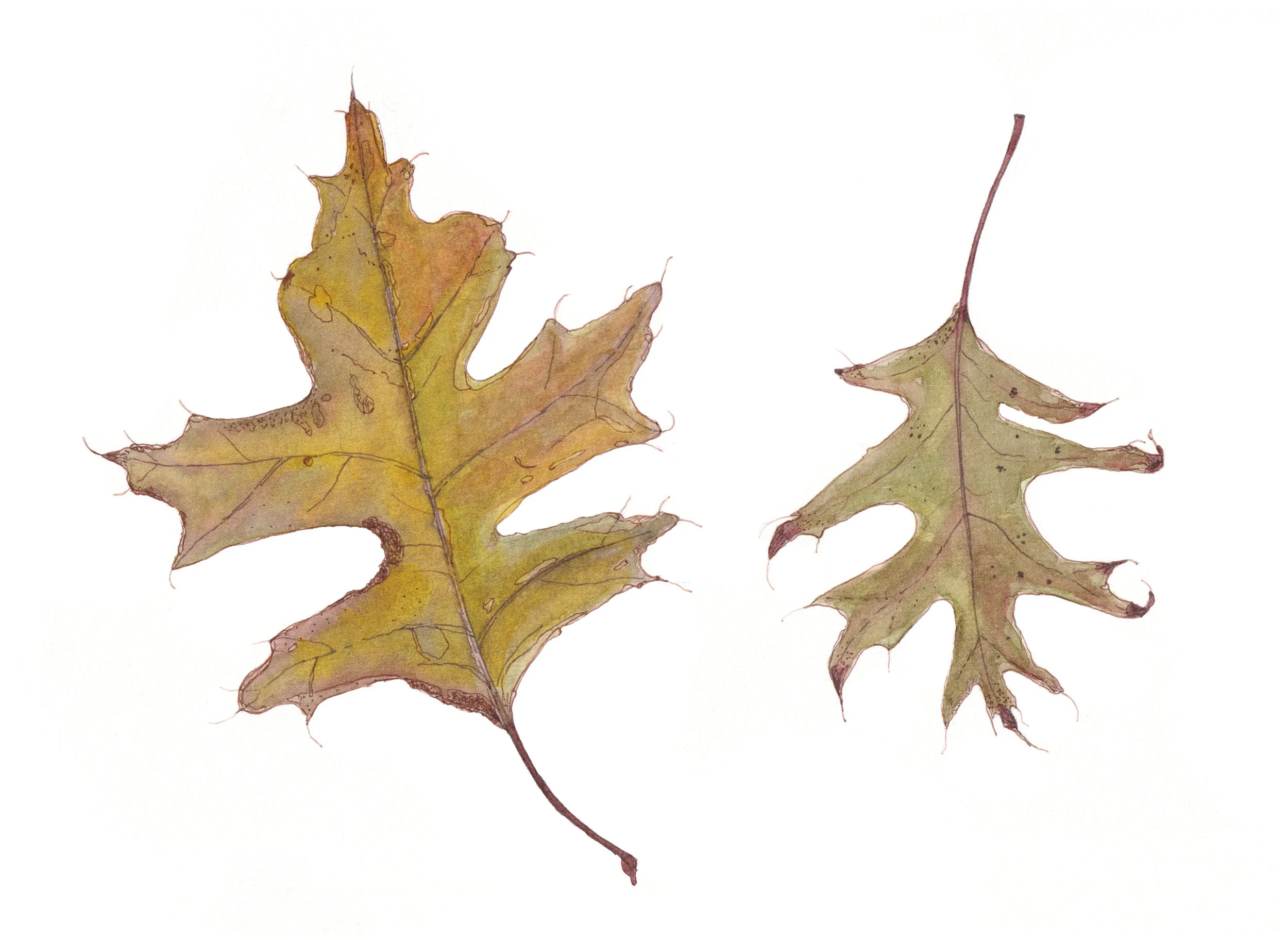 Two Autumn Leaves Where to Buy Botanical Leaf Watercolour Watercolor Art Painting Online Birthday Greeting Card Cards Sara Meade Design NZ Artist Small Business Kiwi Aotearoa New Zealand