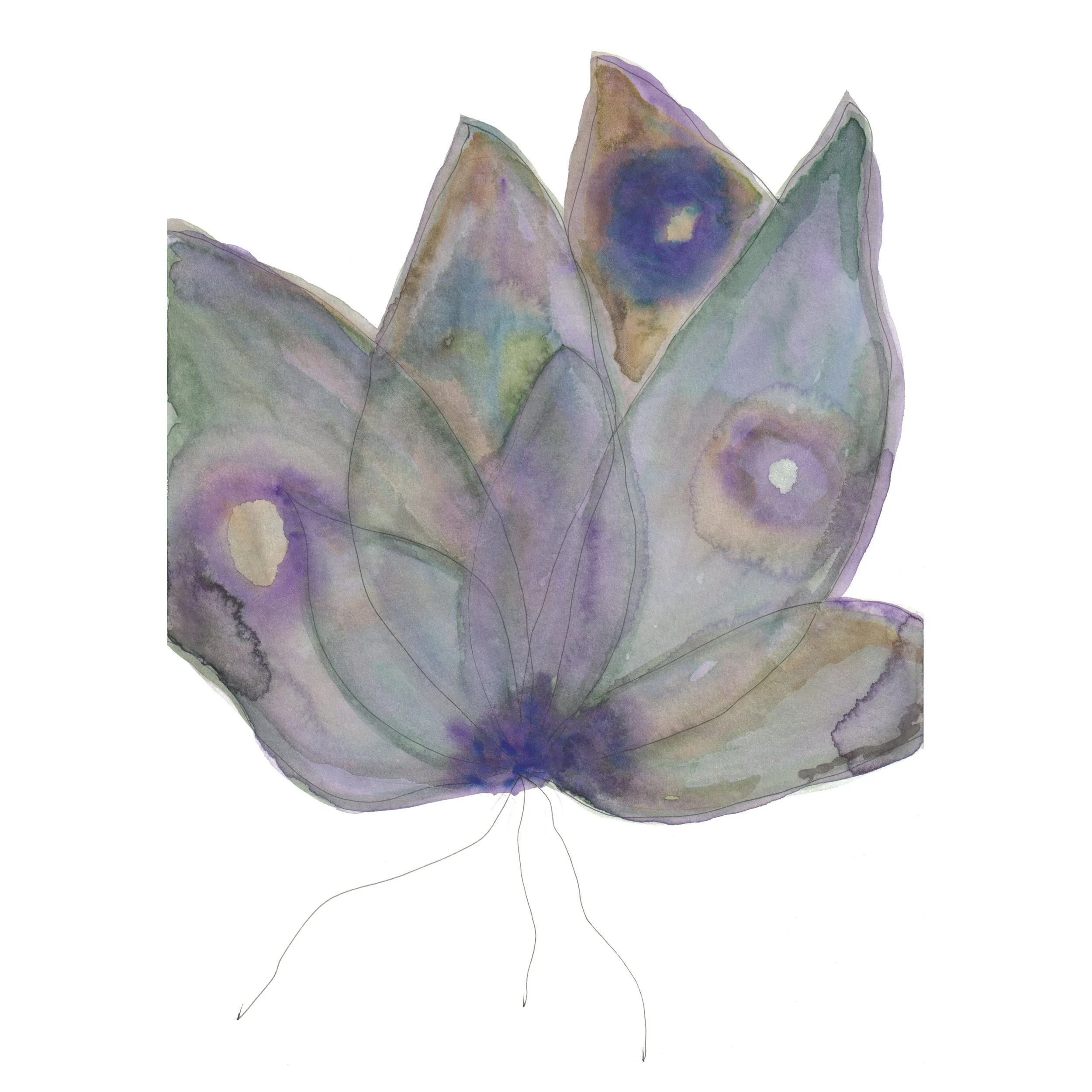 Moody butterflower