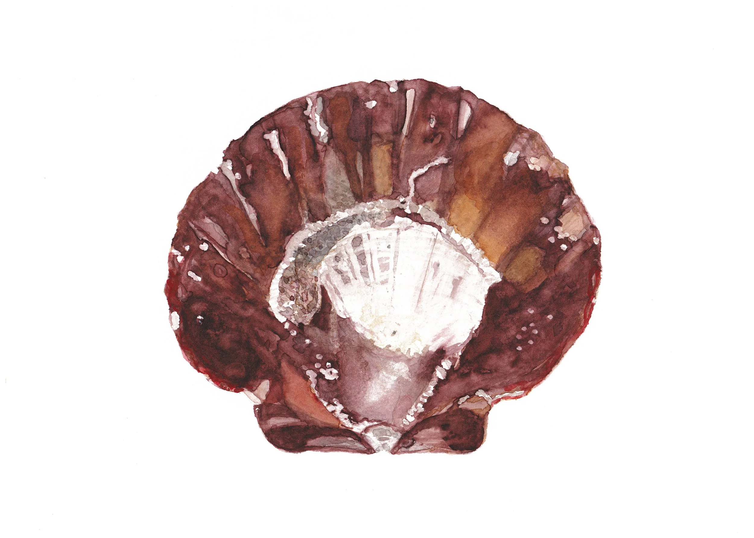 Matarangi Scallop Shell Where to Buy Minimalist Botanical Watercolour Watercolor Art Painting Online Birthday Greeting Card Cards Sara Meade Design NZ Artist Small Business Kiwi New Zealand