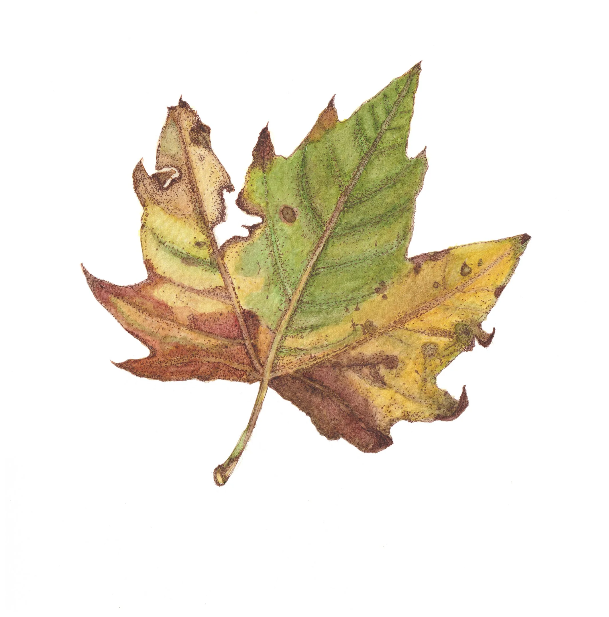 Fallen Leaf Where to Buy Botanical Leaves Watercolour Watercolor Art Painting Online Birthday Greeting Card Cards Sara Meade Design NZ Artist Small Business Kiwi Aotearoa New Zealand