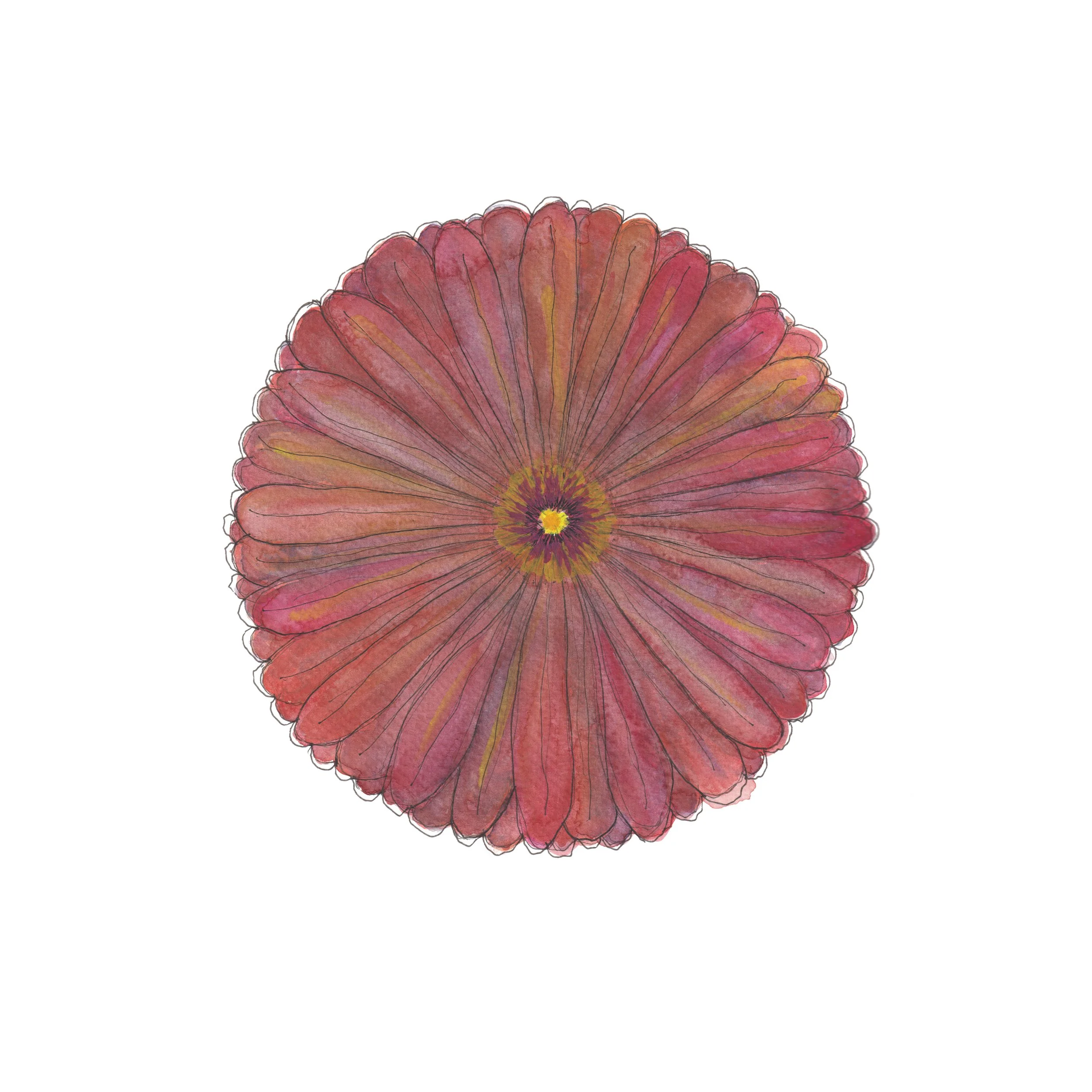 Gerbera Wheel Where to buy Minimalist Flower Watercolour Watercolor Painting Wall Art Decor Online A4 A5 Sara Meade Design Sarah NZ Artist Small Business Kiwi Aotearoa New Zealand