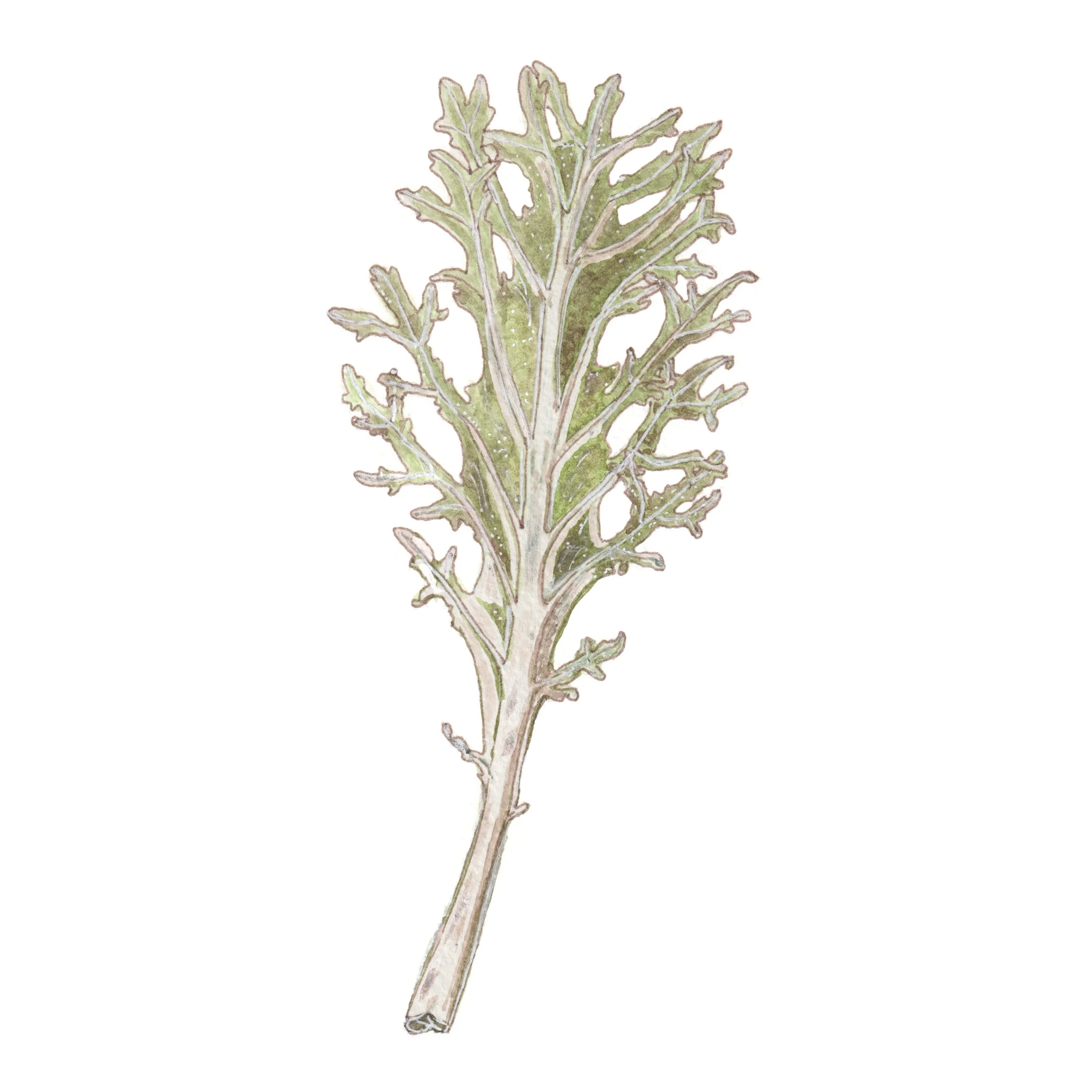 Ornamental kale - A5 print
