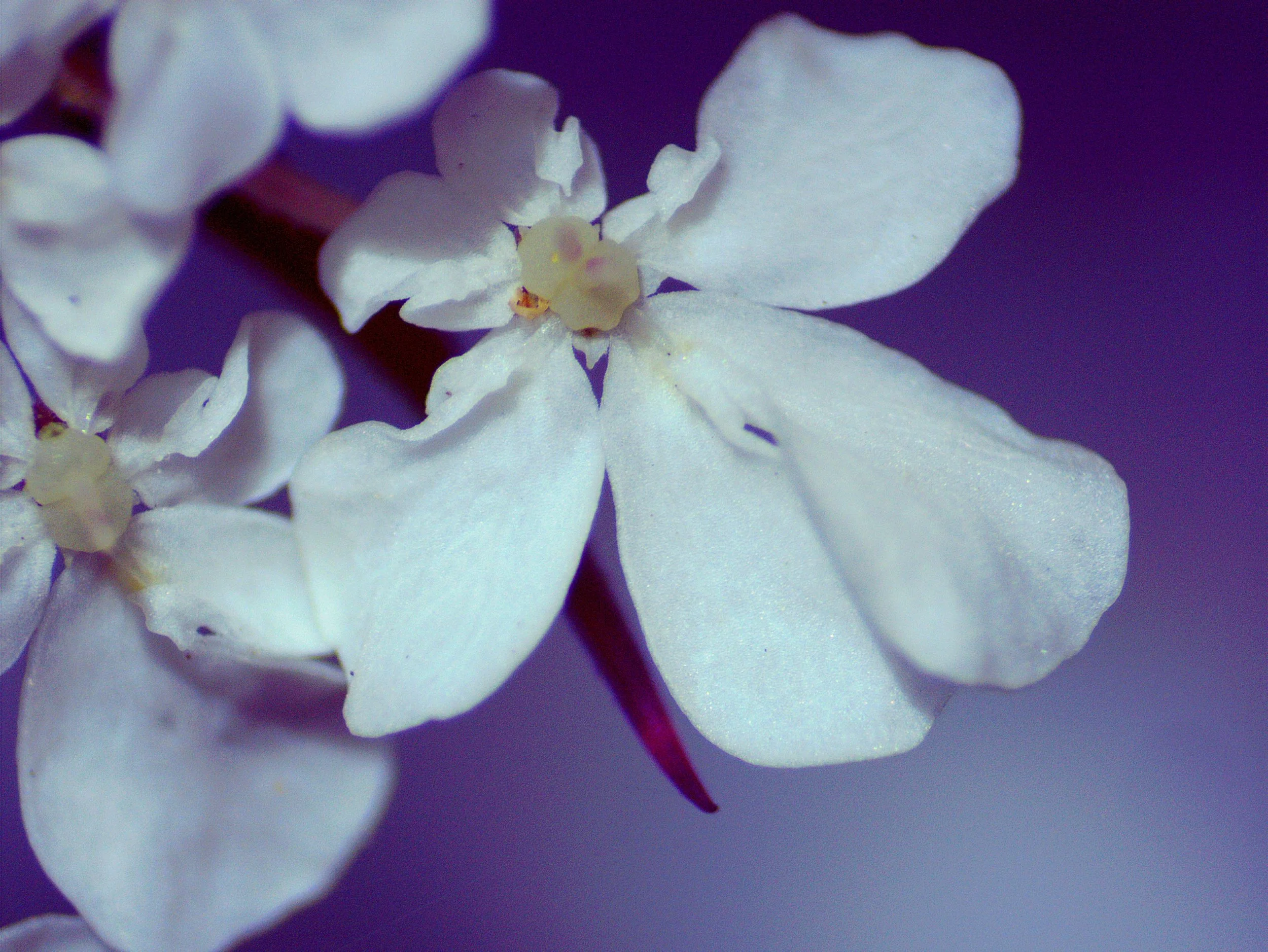 Daucus carota0010.jpg