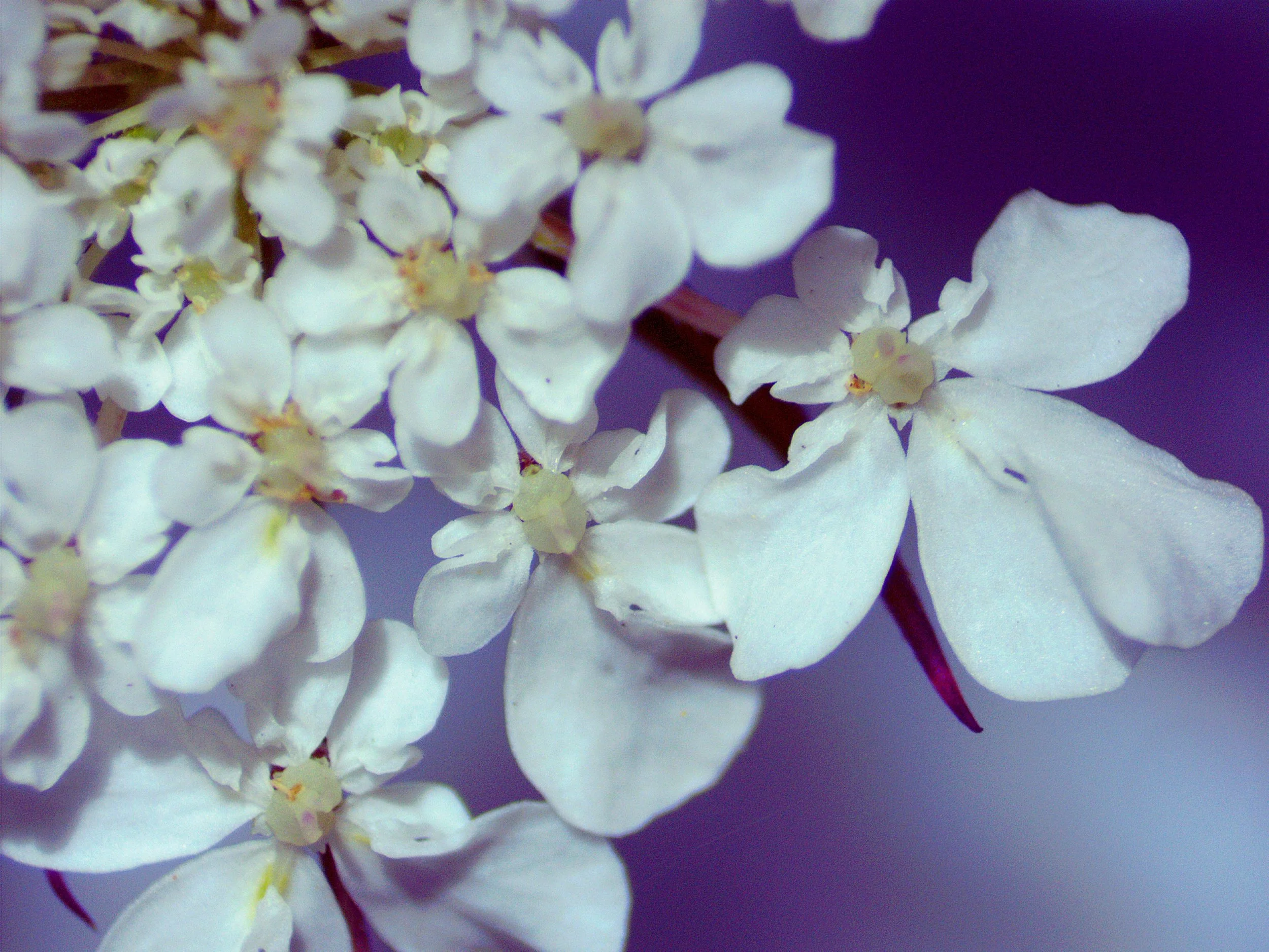 Daucus carota0009.jpg