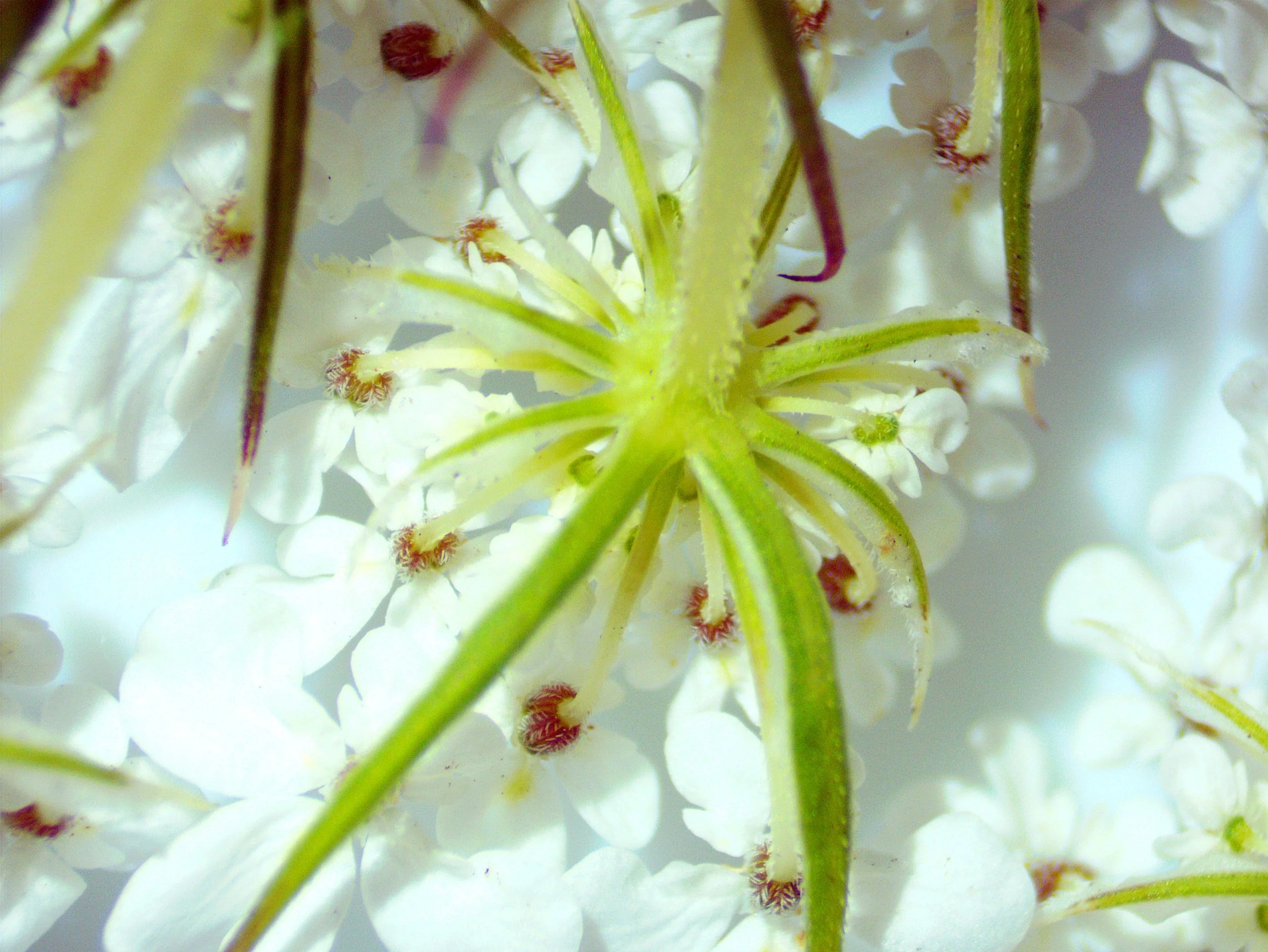 Daucus carota0012.jpg