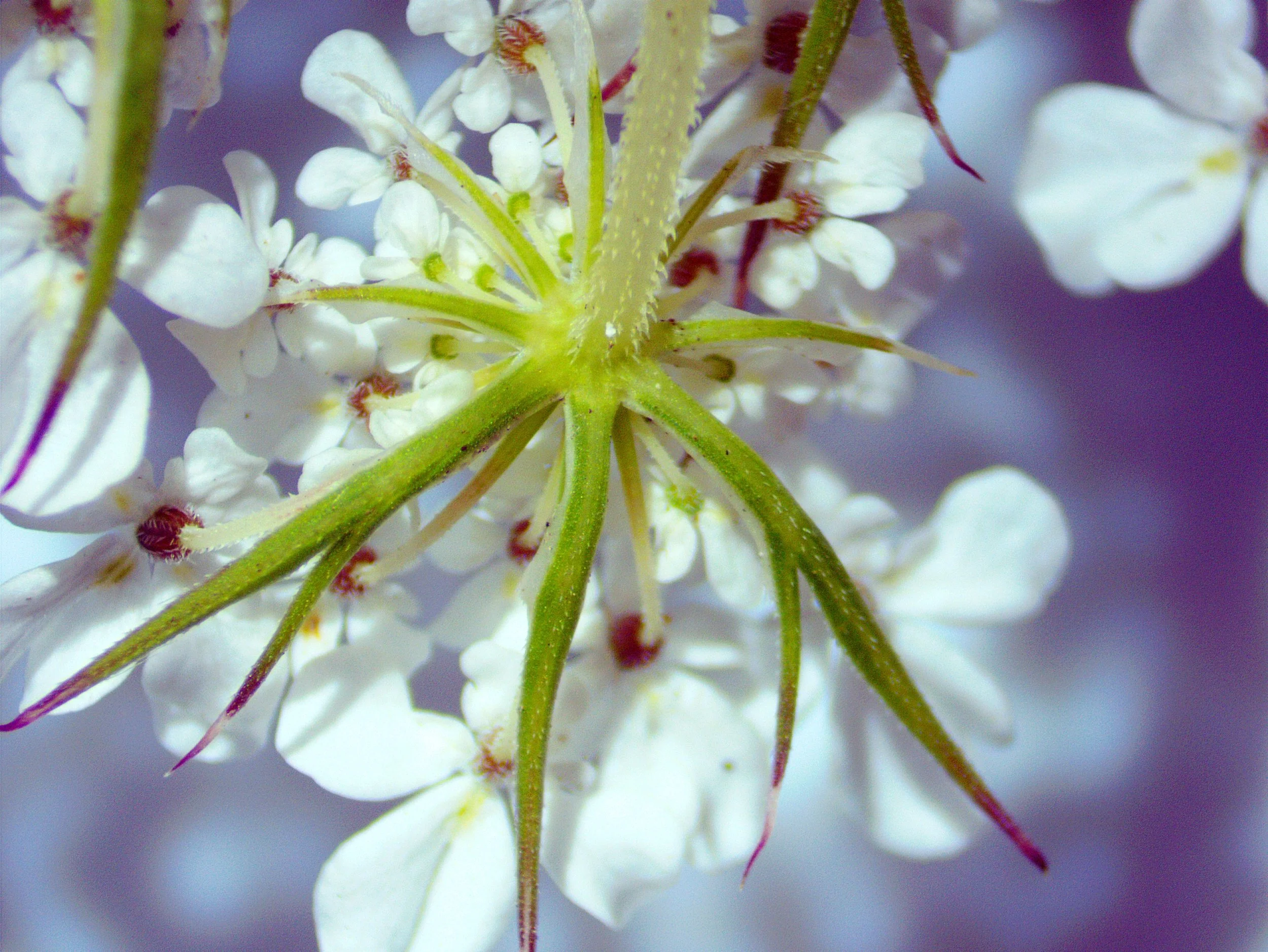 Daucus carota0011.jpg