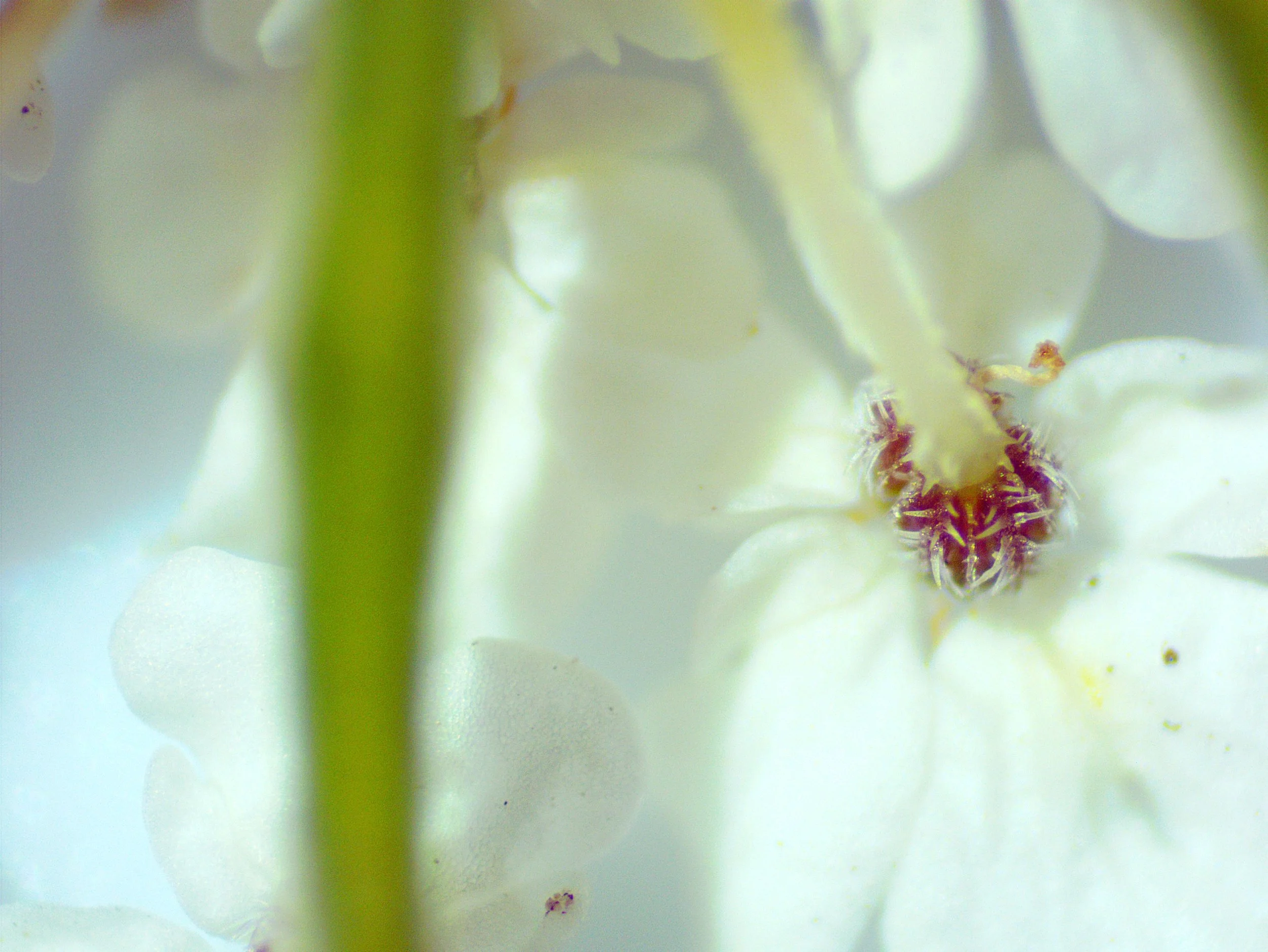 Daucus carota0014.jpg