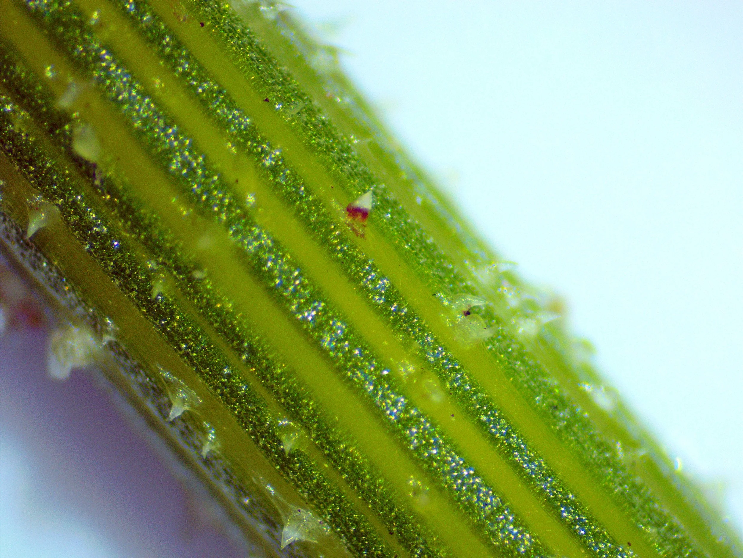 Daucus carota0001.jpg