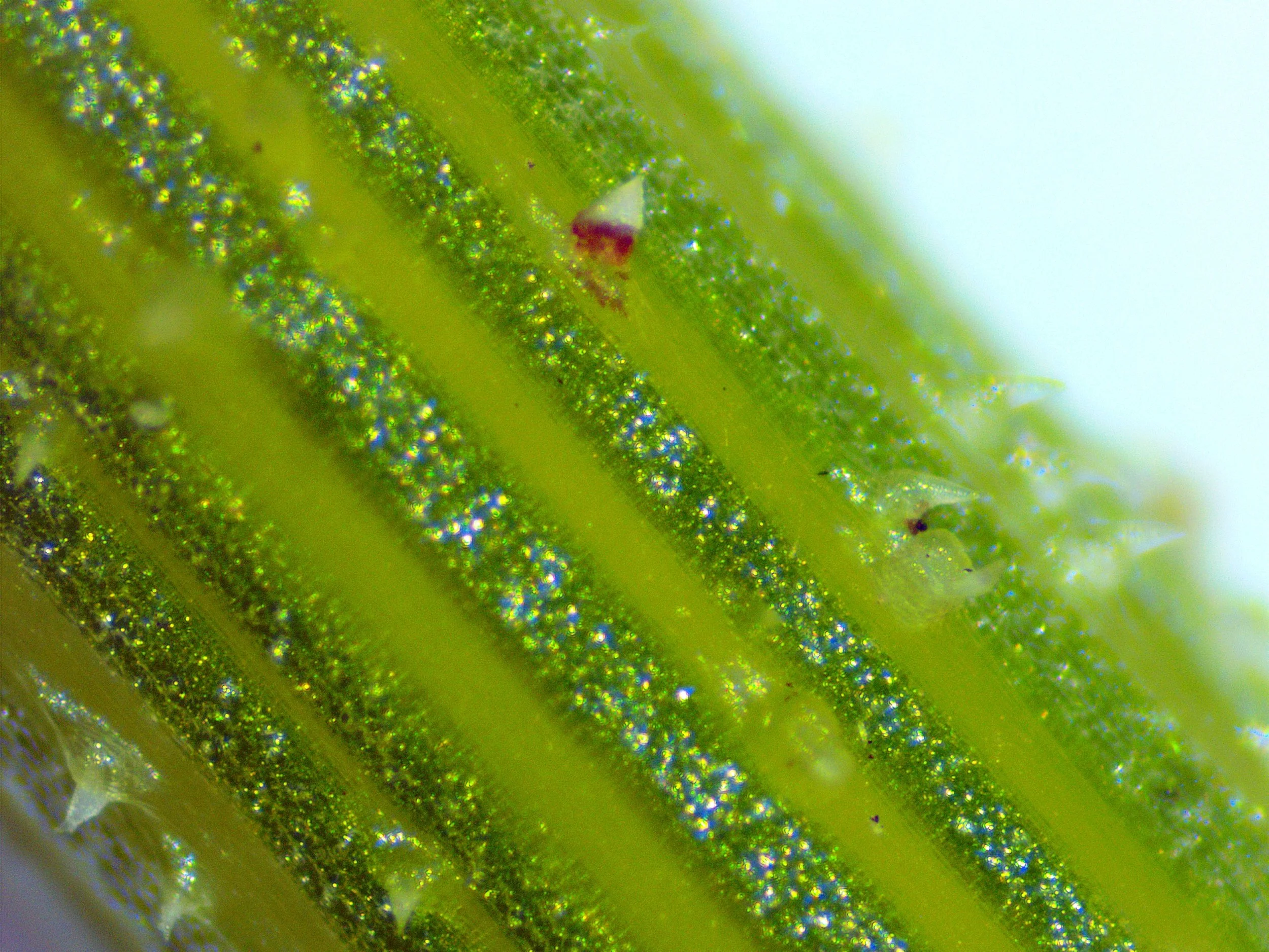 Daucus carota0002.jpg