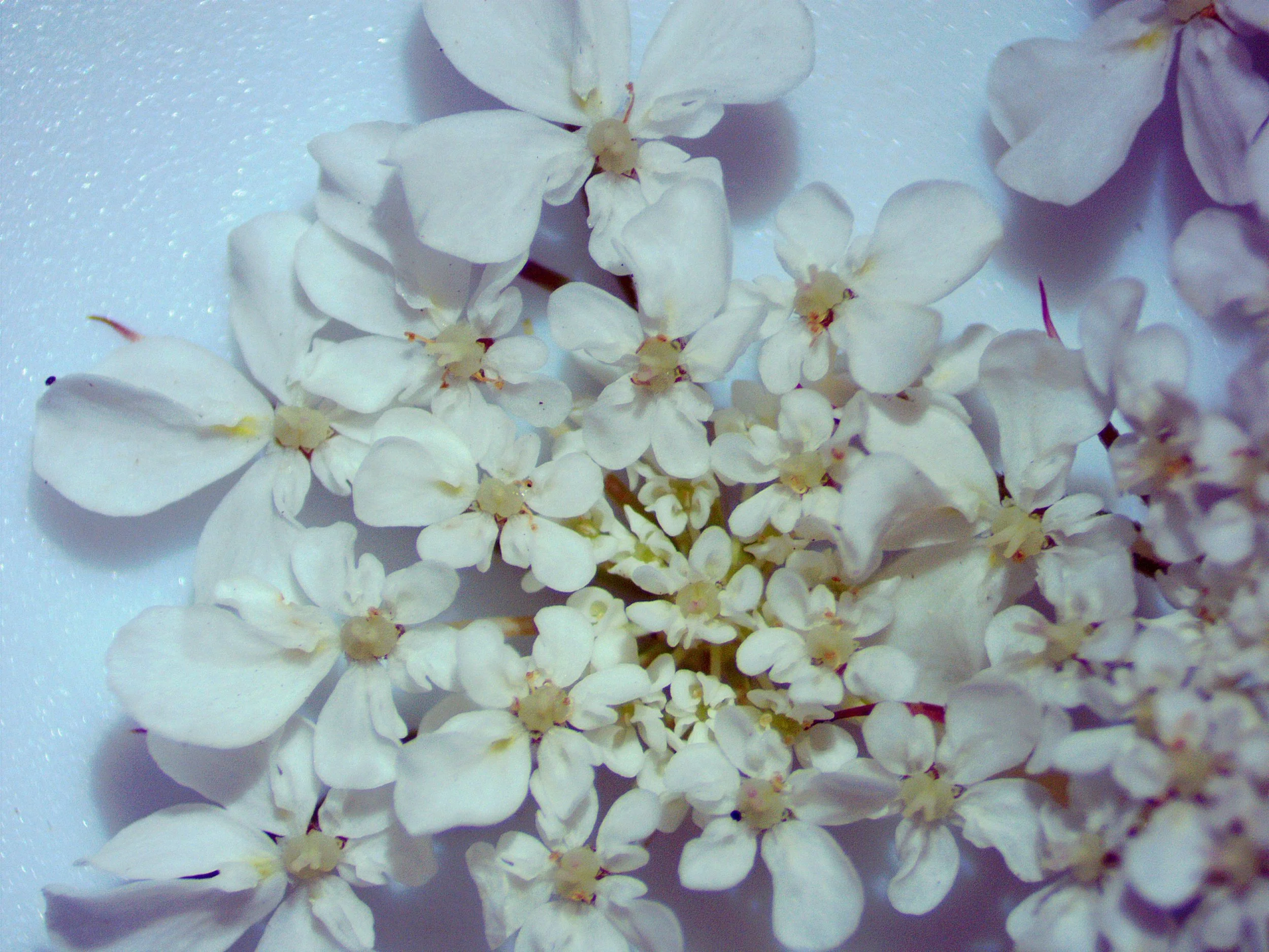 Daucus carota0003.jpg