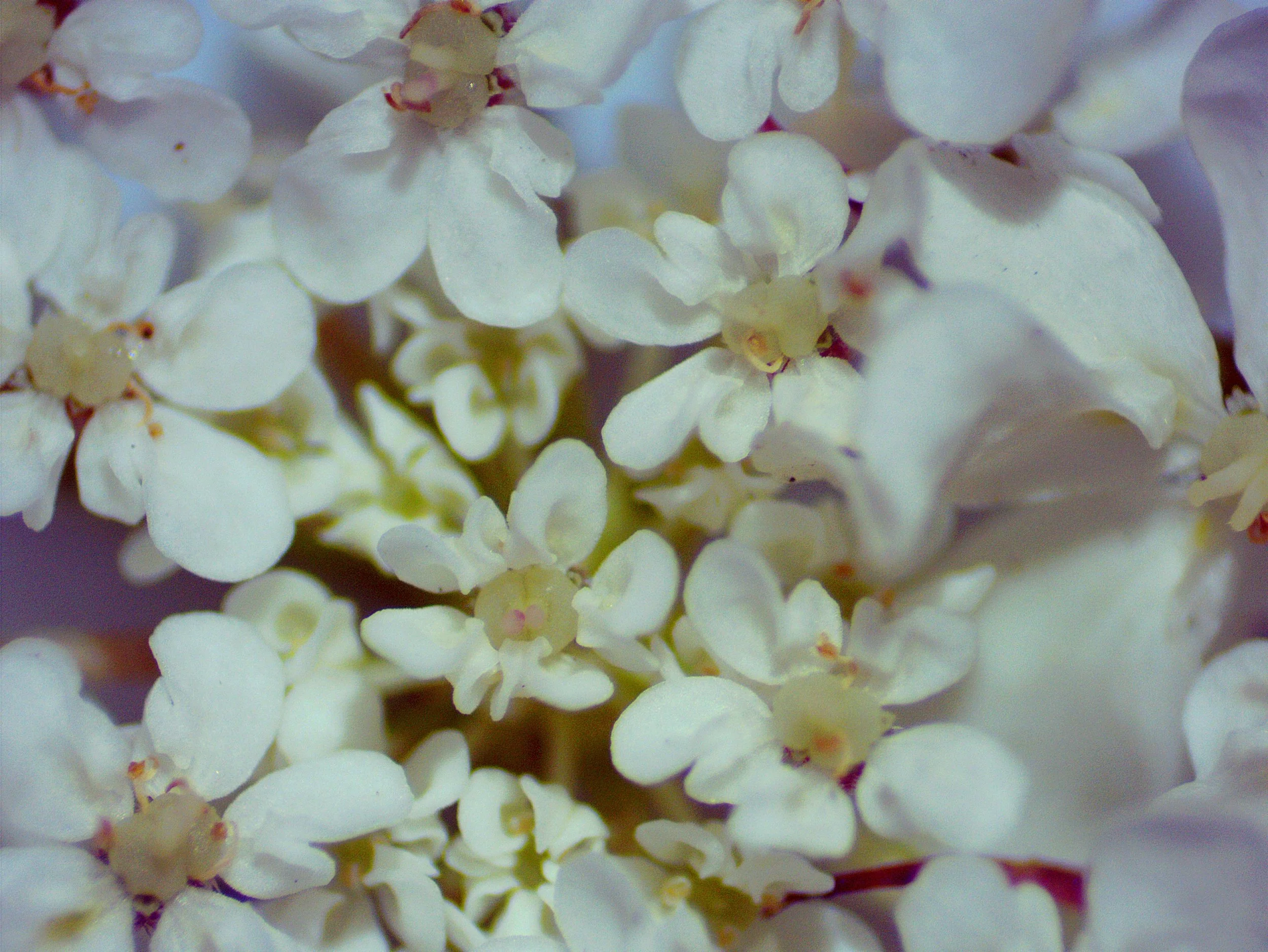 Daucus carota0004.jpg
