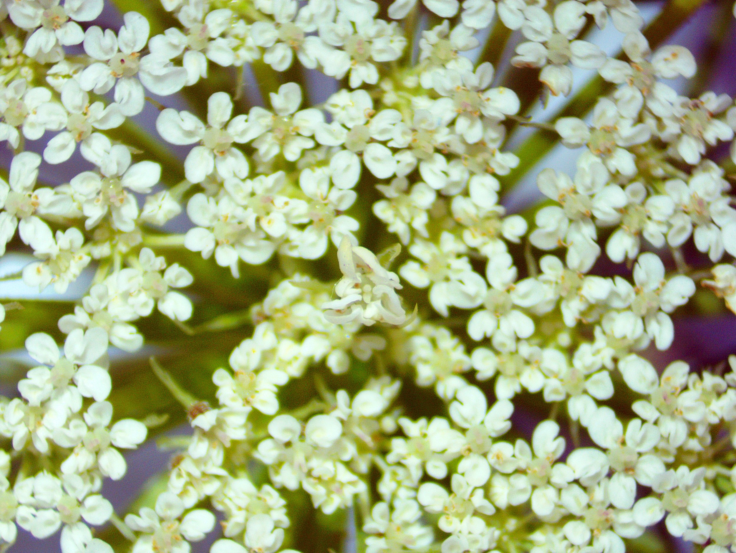 Daucus carota0005.jpg