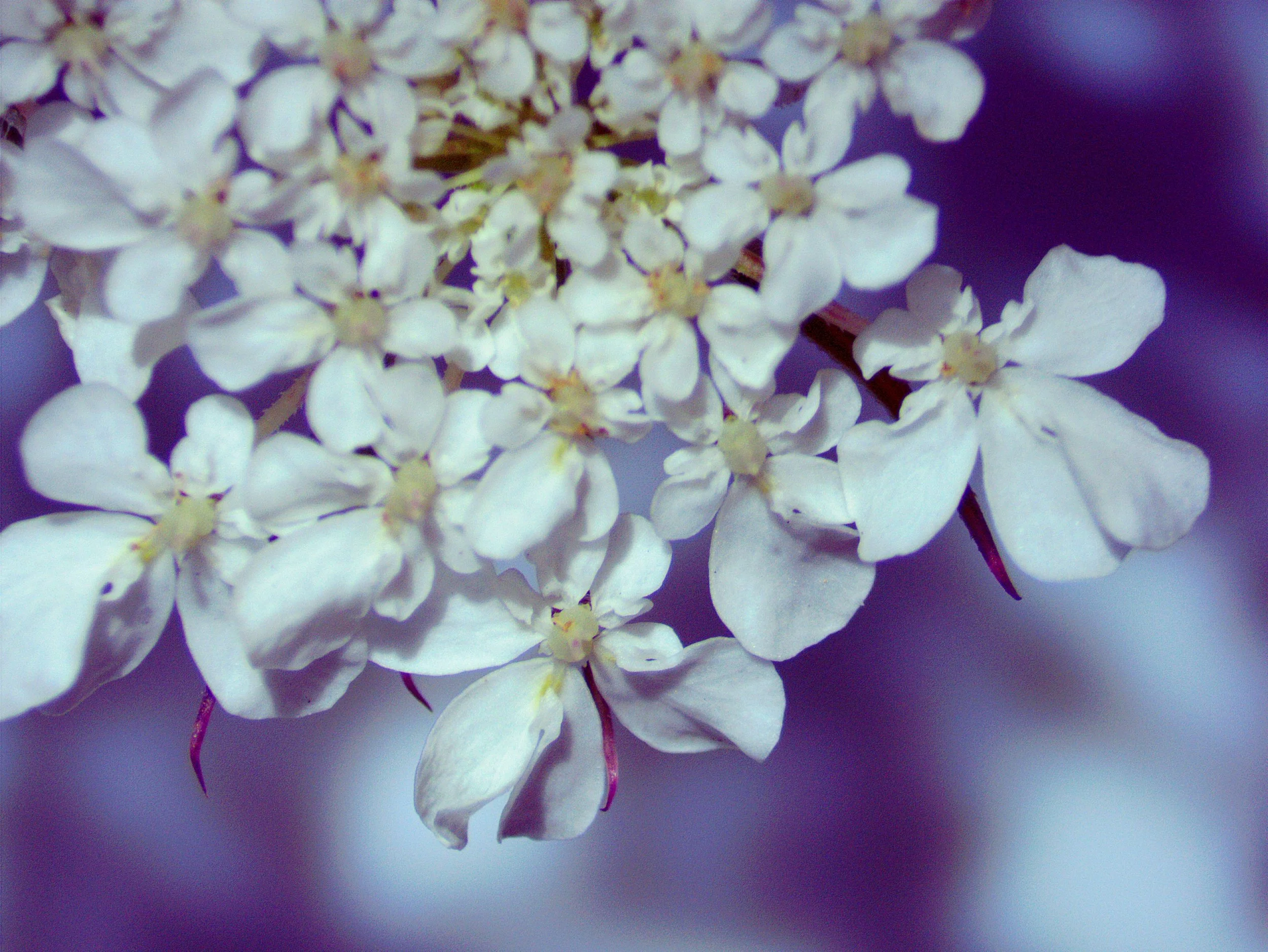 Daucus carota0008.jpg