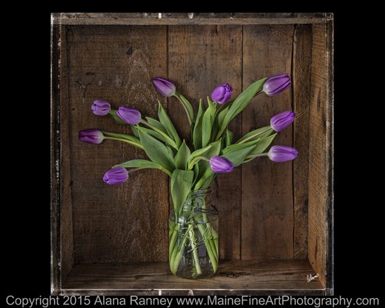 Maine Award -Winning Photographer Alana Ranney flowers tulips