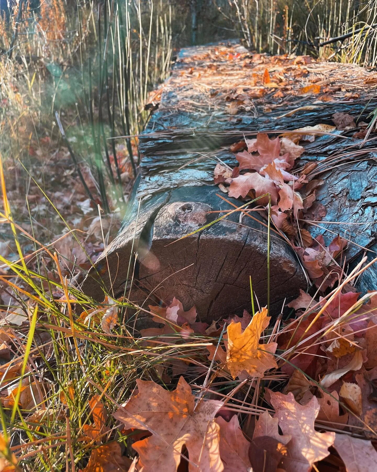 Where nature whispers ancient spells 🍂🔮✨ scroll through for autumn vibes.