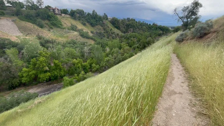 let&rsquo;s listen to the wind together. i love being outside after it rains. there&rsquo;s nothing prettier than dewy plants and no one else around. solitude in nature is hard to find in the city so i make sure to stay grateful 🤍✨