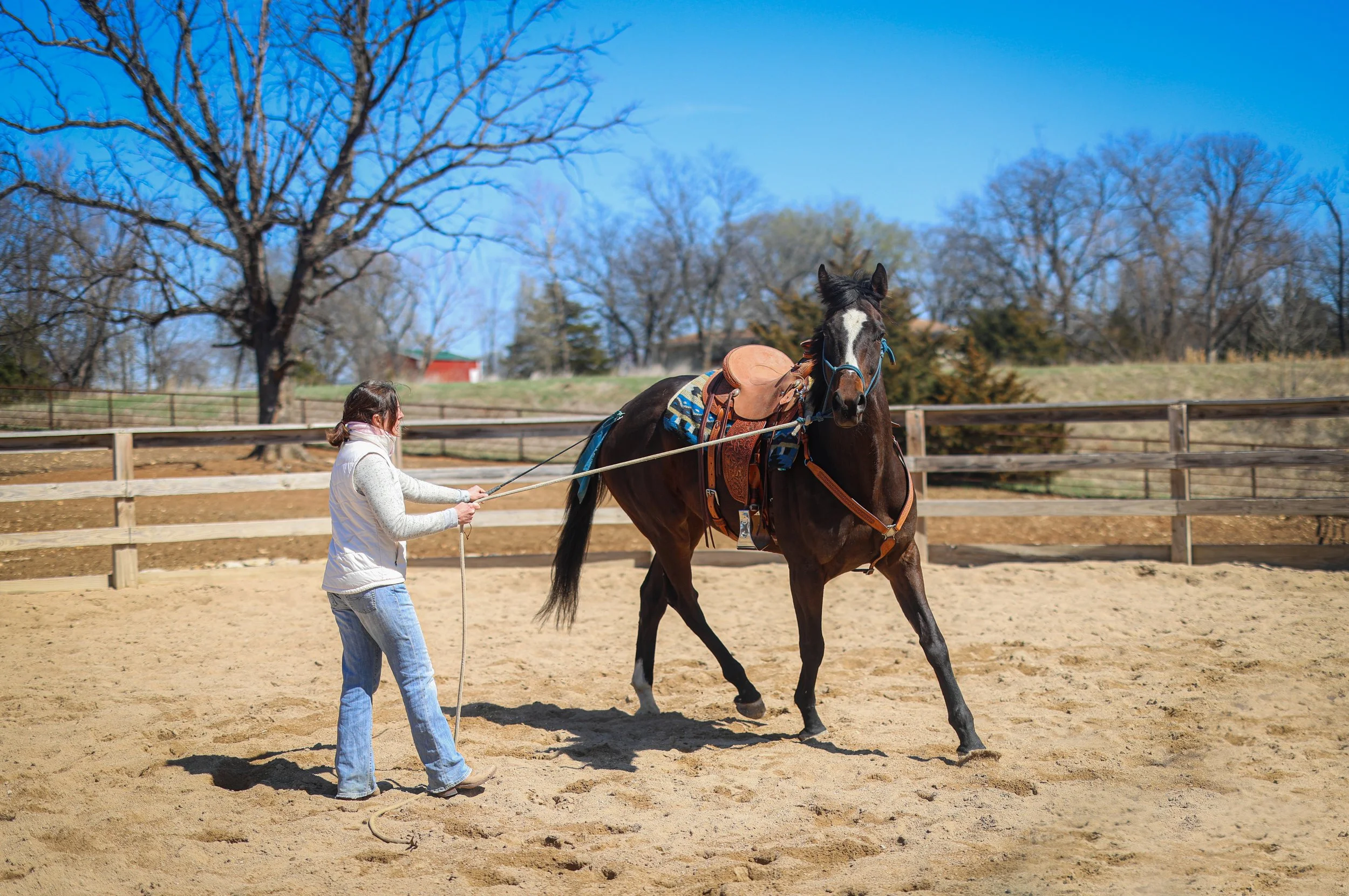 A person holding a lunge line exercises a black horse with a white star on its face in an outdoor riding arena with a sandy surface and wooden fence, under a clear blue sky with leafless trees in the background.