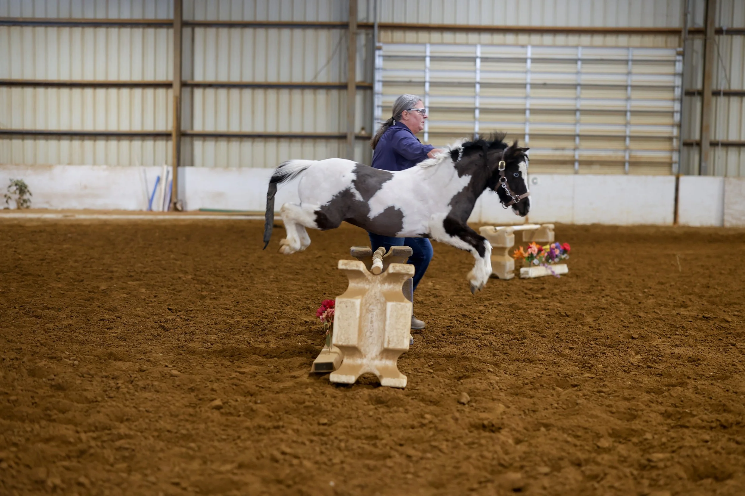 A woman is riding a small black and white pinto horse jumping over a small obstacle in an indoor arena with a dirt floor. There are flowers behind the obstacle and a brown and white interior background.